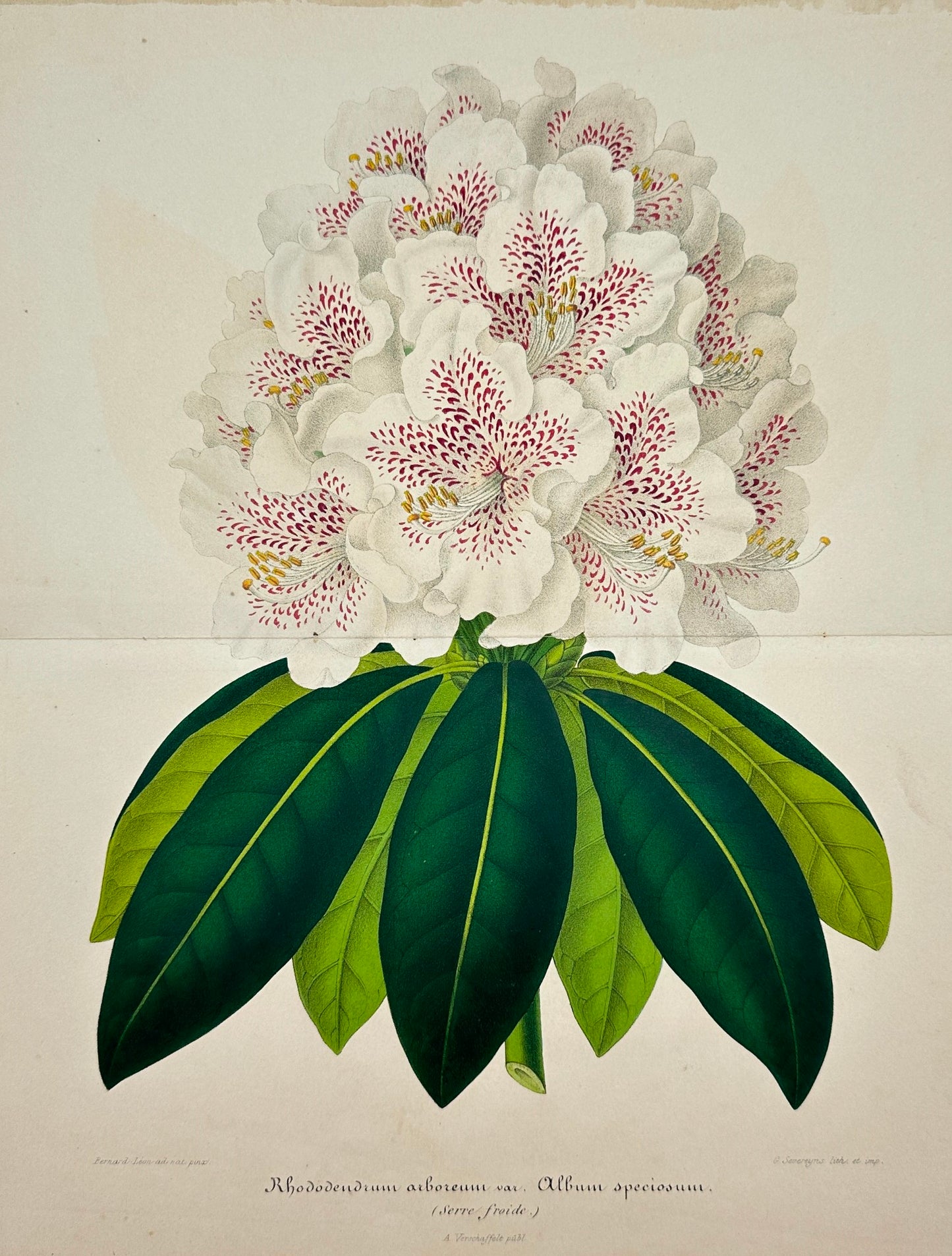 Antique Print - Charles Lemaire - Flowering Plant Rhododendron Arboreal - F5