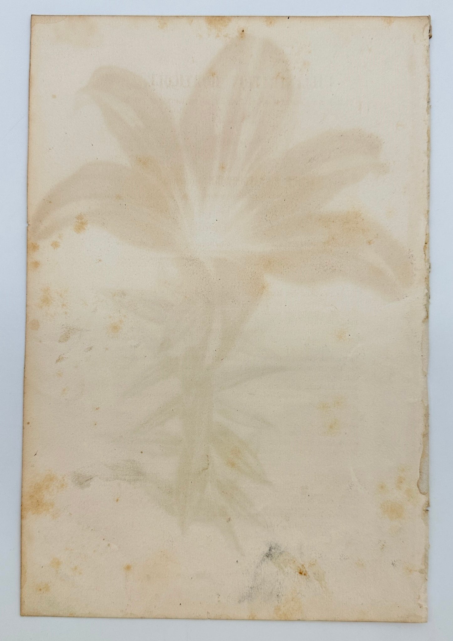 Antique Print - Charles Lemaire - Exotic Lily Flower - Lilium Haematochrom - F5