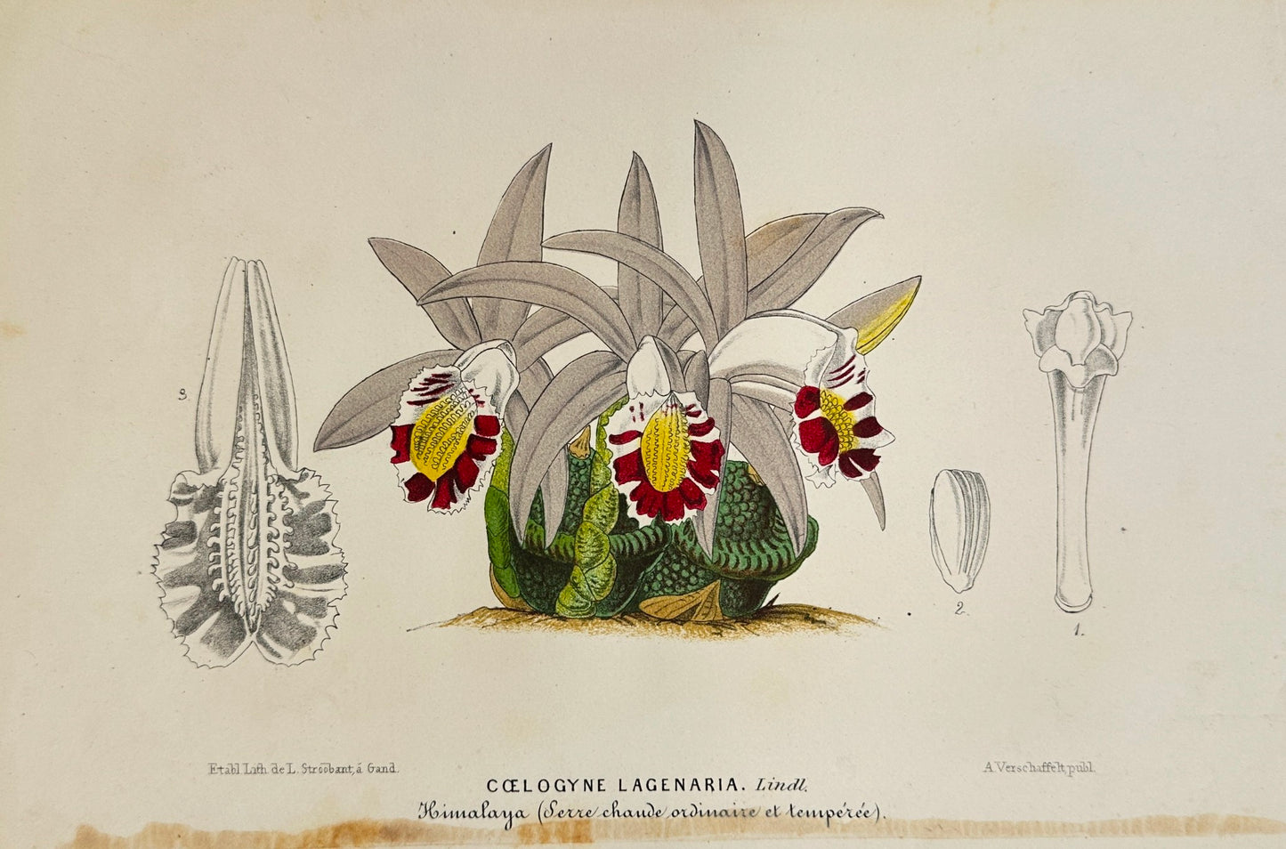 Antique Print - Charles Lemaire - Orchid Flower - Kind Coelogyne Lagenaria - F5
