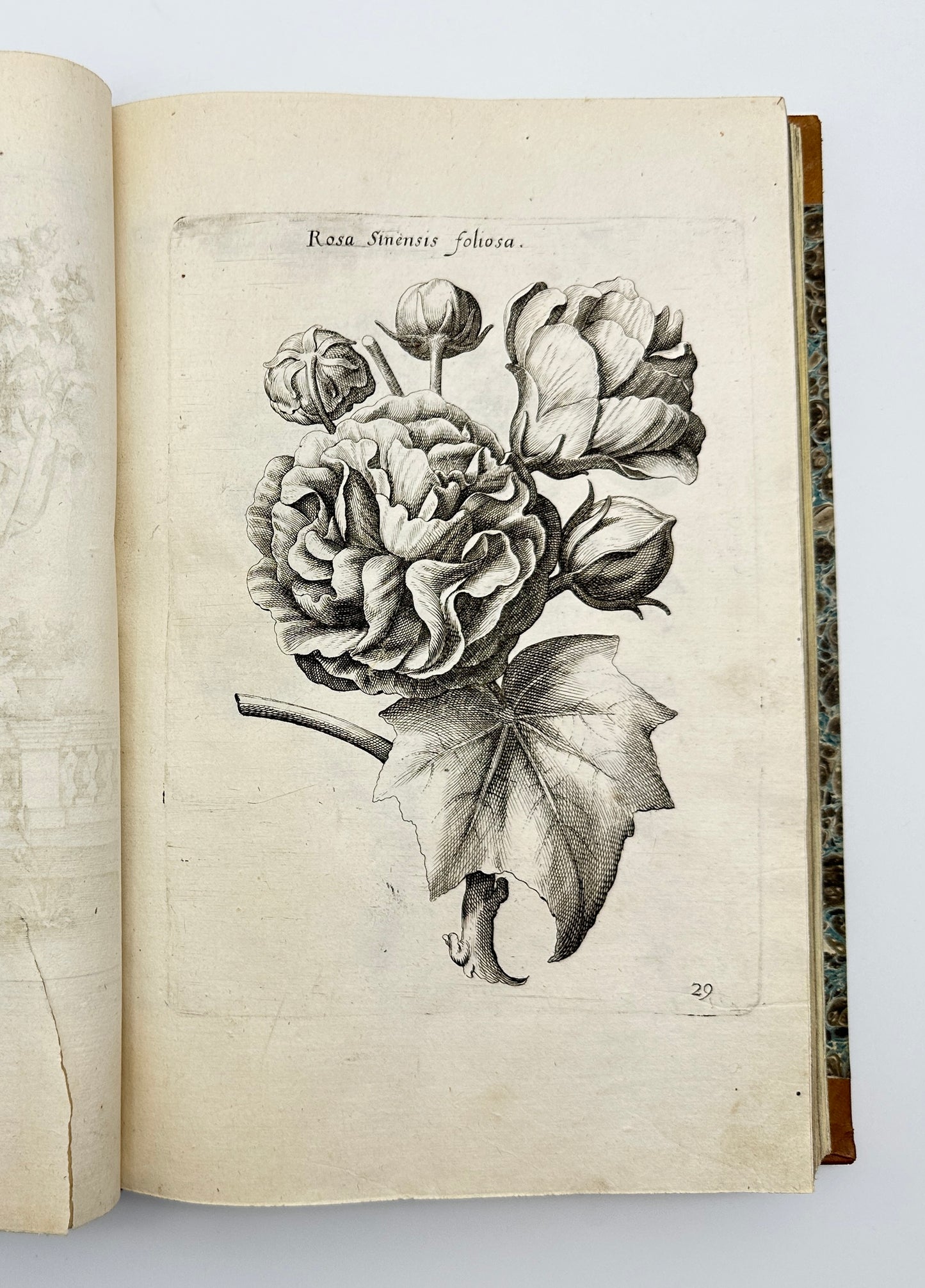 Johann Theodor de Bry and Matteus Merian - Florilegium renovatum et auctum: Das ist Vernewertes und vermehrtes Blumenbuch