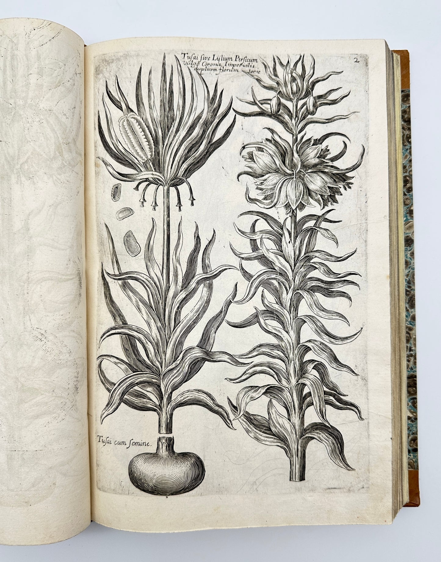 Johann Theodor de Bry and Matteus Merian - Florilegium renovatum et auctum: Das ist Vernewertes und vermehrtes Blumenbuch