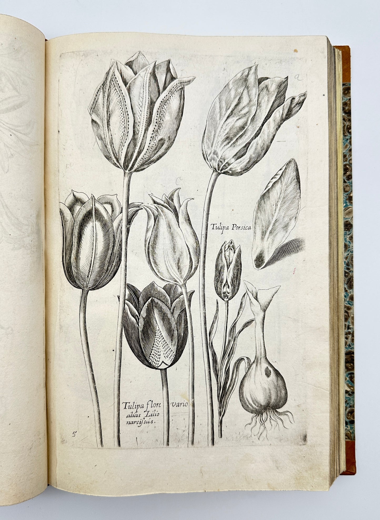 Johann Theodor de Bry and Matteus Merian - Florilegium renovatum et auctum: Das ist Vernewertes und vermehrtes Blumenbuch