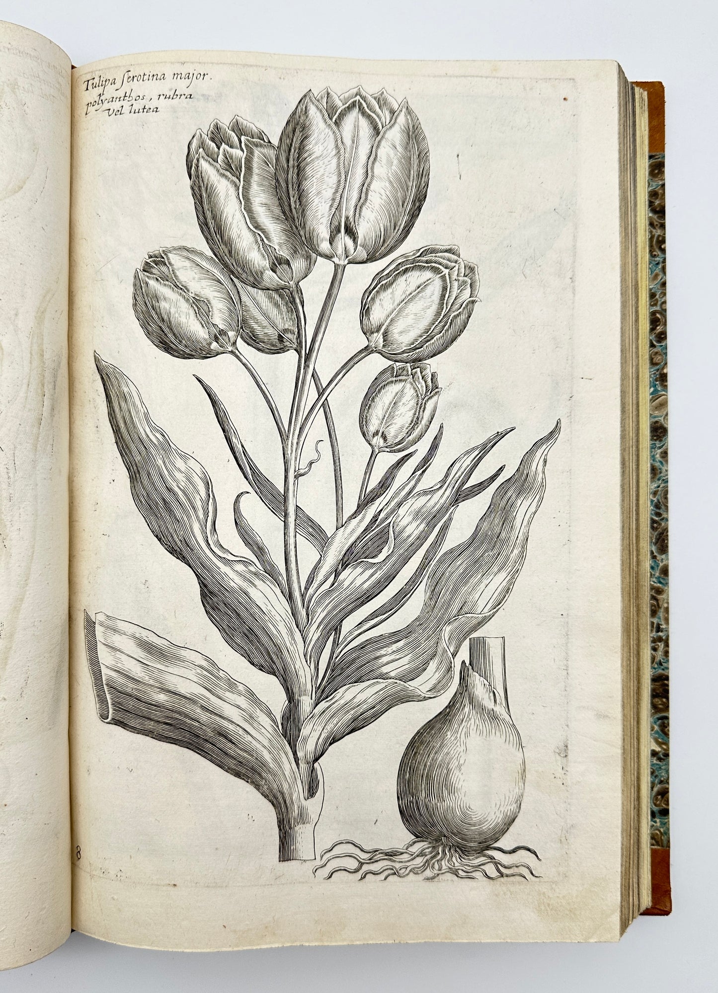 Johann Theodor de Bry and Matteus Merian - Florilegium renovatum et auctum: Das ist Vernewertes und vermehrtes Blumenbuch