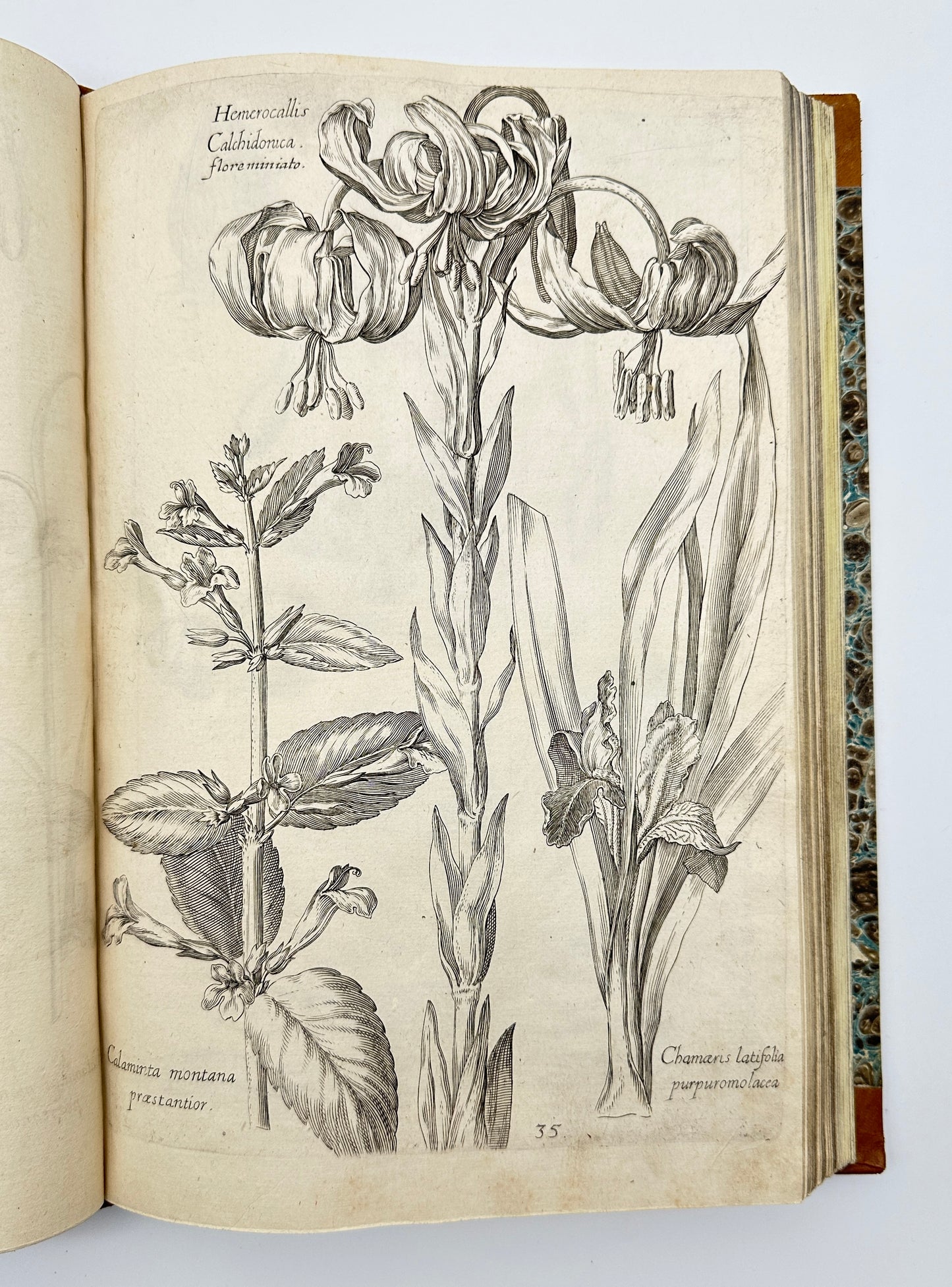 Johann Theodor de Bry and Matteus Merian - Florilegium renovatum et auctum: Das ist Vernewertes und vermehrtes Blumenbuch