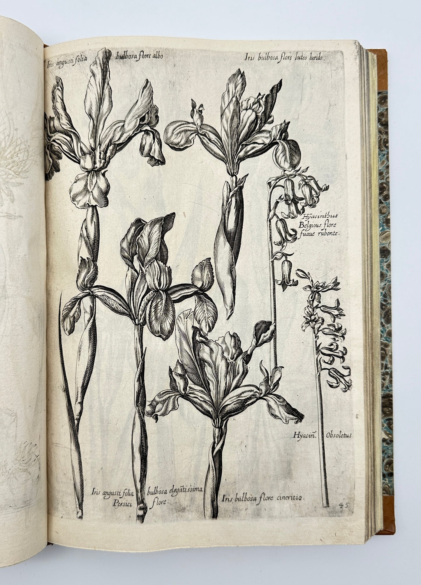 Johann Theodor de Bry and Matteus Merian - Florilegium renovatum et auctum: Das ist Vernewertes und vermehrtes Blumenbuch
