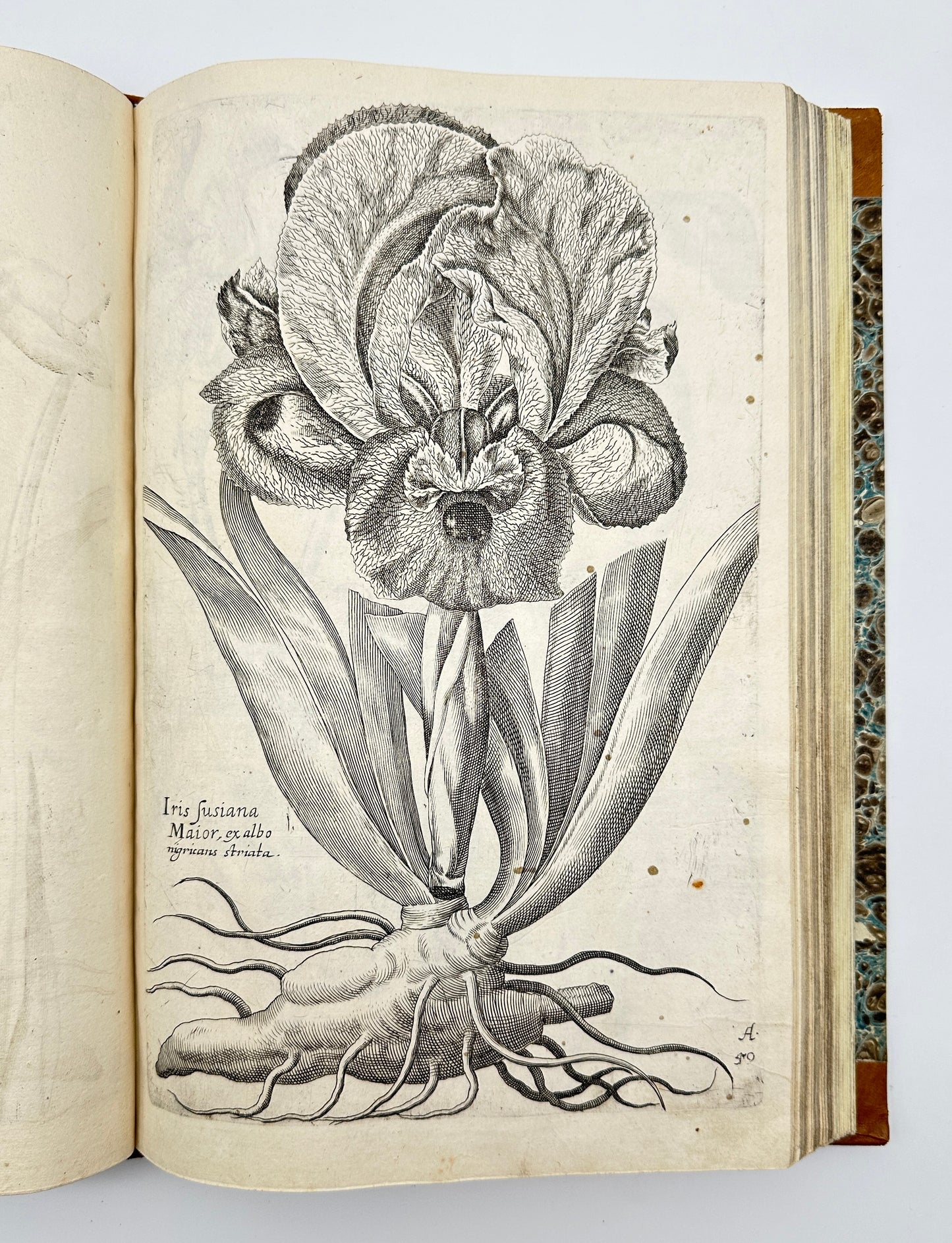 Johann Theodor de Bry and Matteus Merian - Florilegium renovatum et auctum: Das ist Vernewertes und vermehrtes Blumenbuch