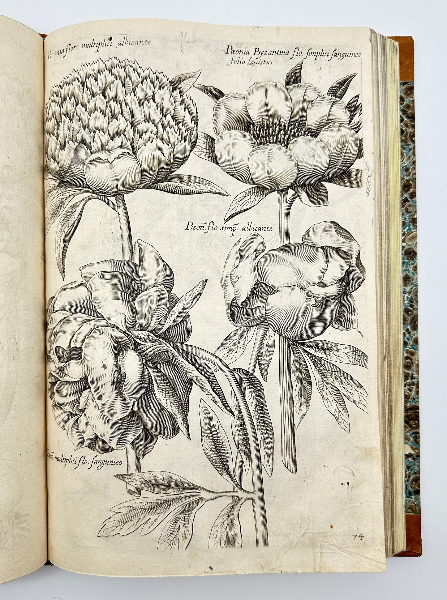 Johann Theodor de Bry and Matteus Merian - Florilegium renovatum et auctum: Das ist Vernewertes und vermehrtes Blumenbuch