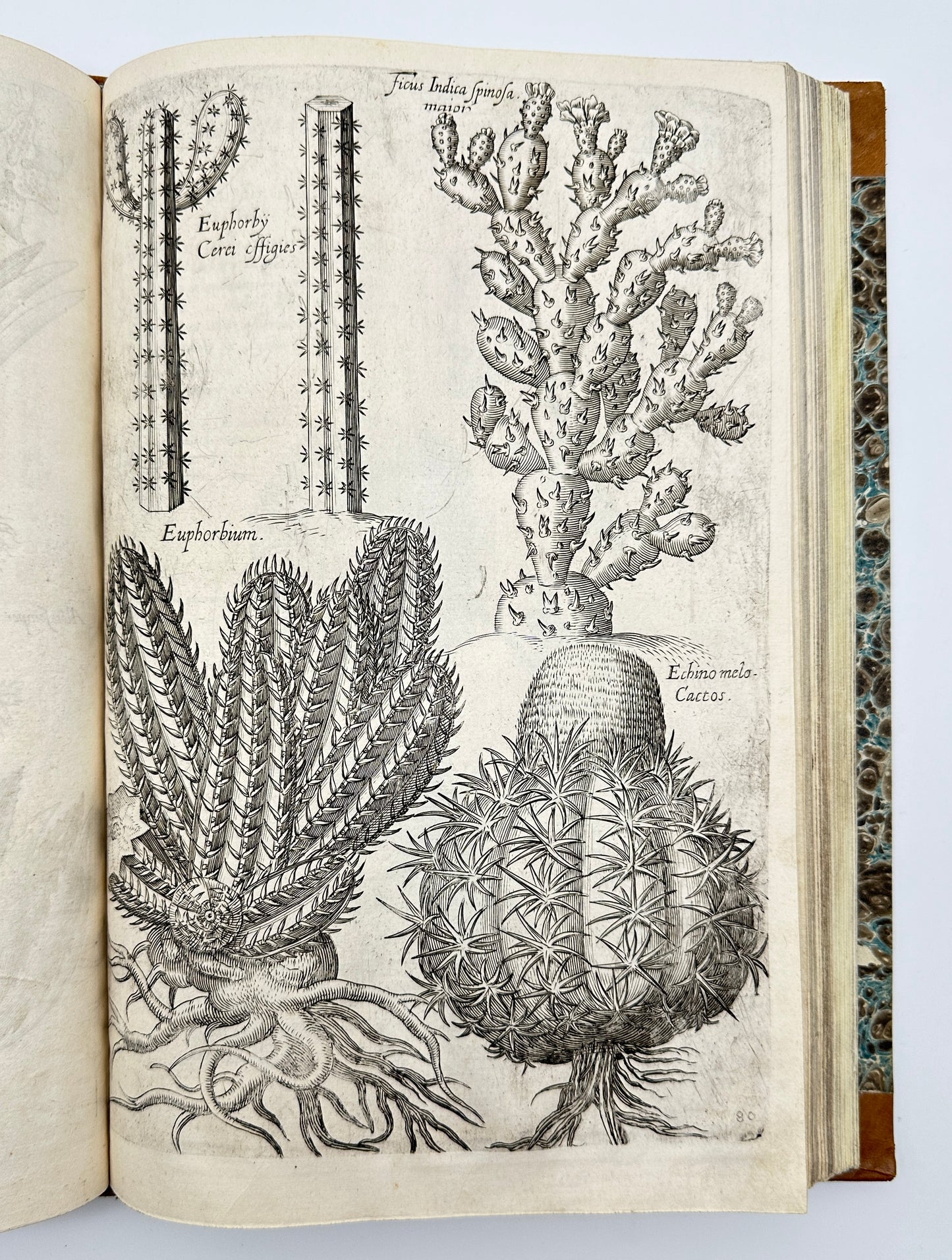 Johann Theodor de Bry and Matteus Merian - Florilegium renovatum et auctum: Das ist Vernewertes und vermehrtes Blumenbuch
