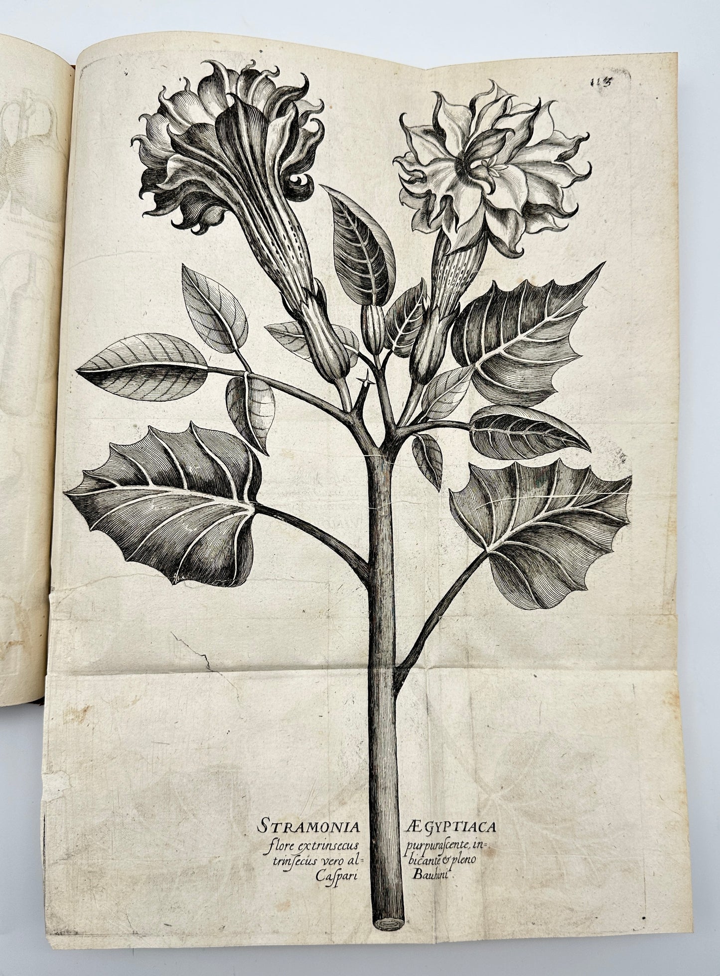 Johann Theodor de Bry and Matteus Merian - Florilegium renovatum et auctum: Das ist Vernewertes und vermehrtes Blumenbuch