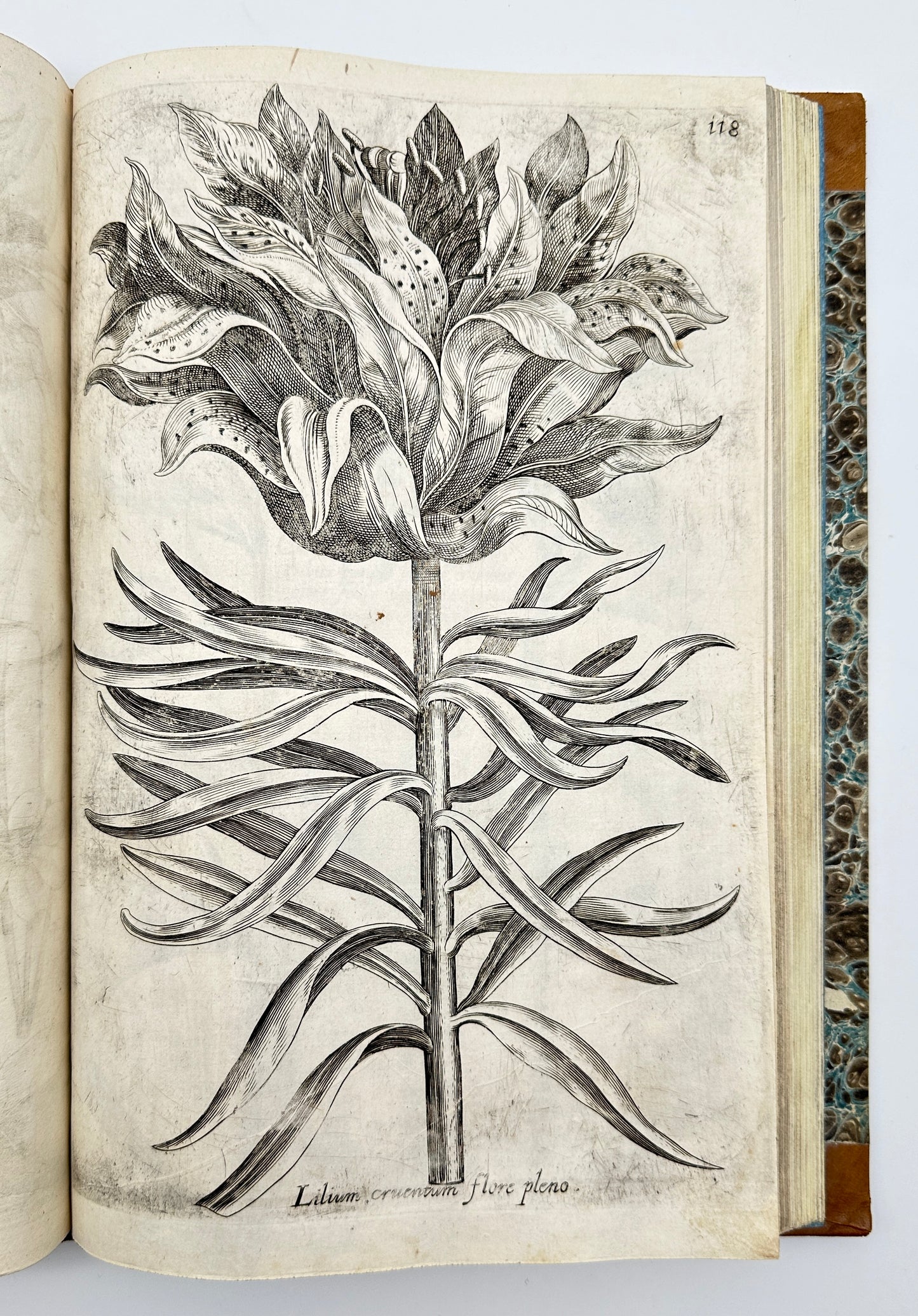 Johann Theodor de Bry and Matteus Merian - Florilegium renovatum et auctum: Das ist Vernewertes und vermehrtes Blumenbuch