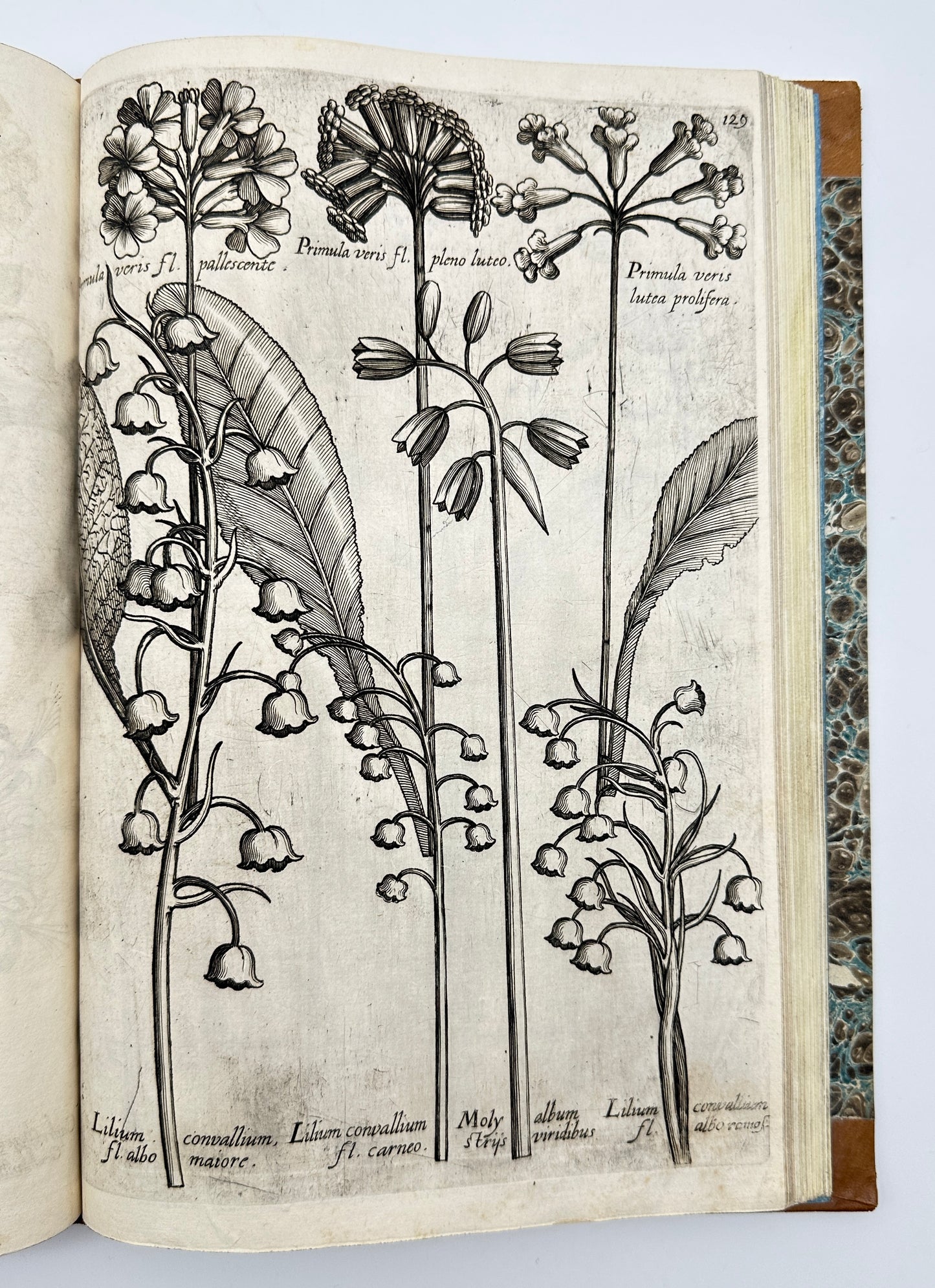 Johann Theodor de Bry and Matteus Merian - Florilegium renovatum et auctum: Das ist Vernewertes und vermehrtes Blumenbuch