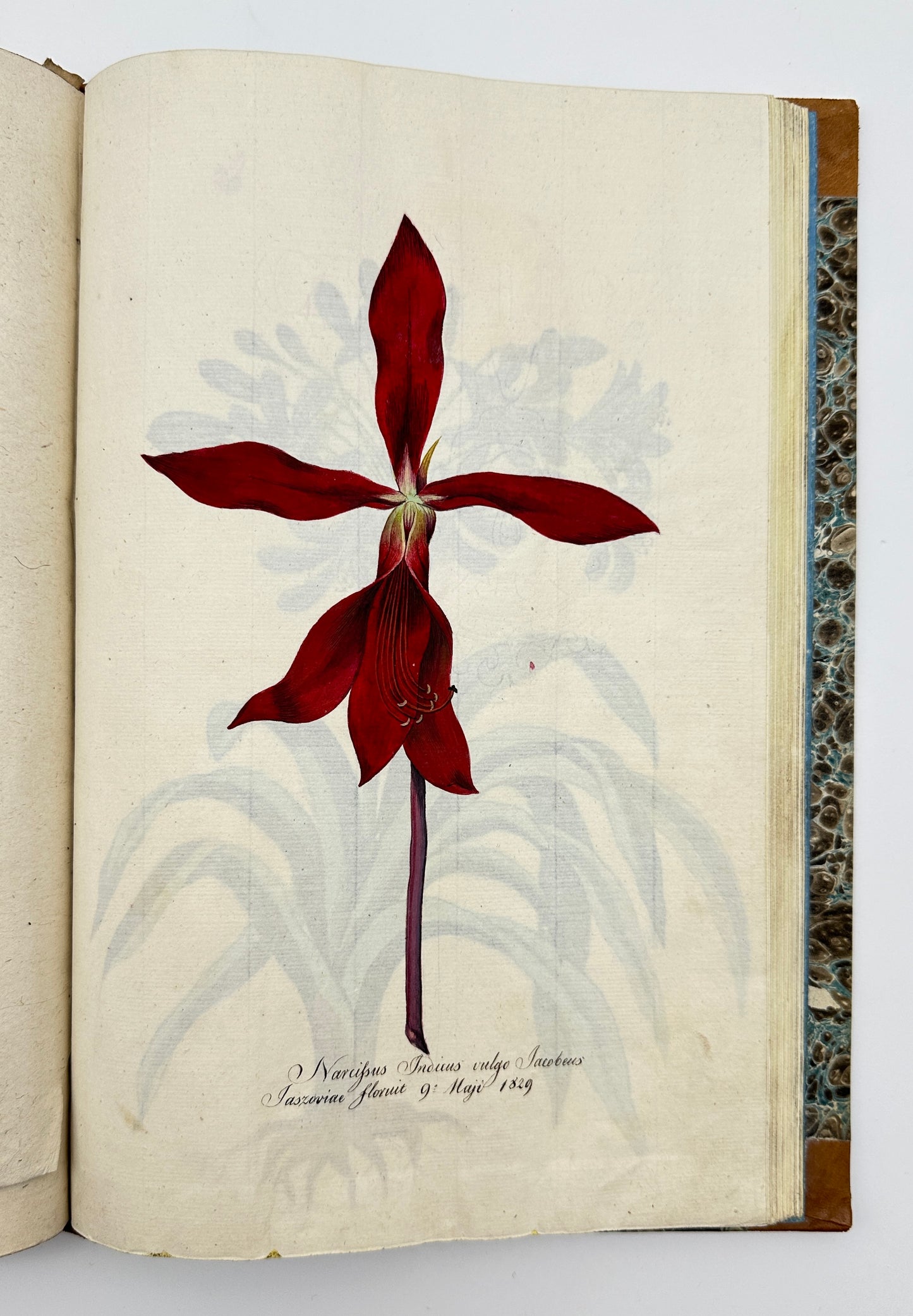 Johann Theodor de Bry and Matteus Merian - Florilegium renovatum et auctum: Das ist Vernewertes und vermehrtes Blumenbuch
