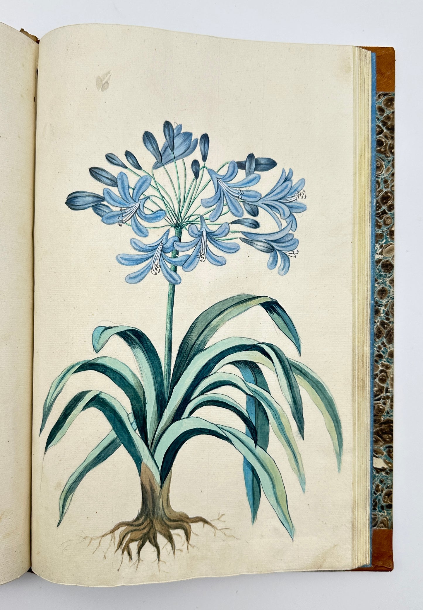 Johann Theodor de Bry and Matteus Merian - Florilegium renovatum et auctum: Das ist Vernewertes und vermehrtes Blumenbuch