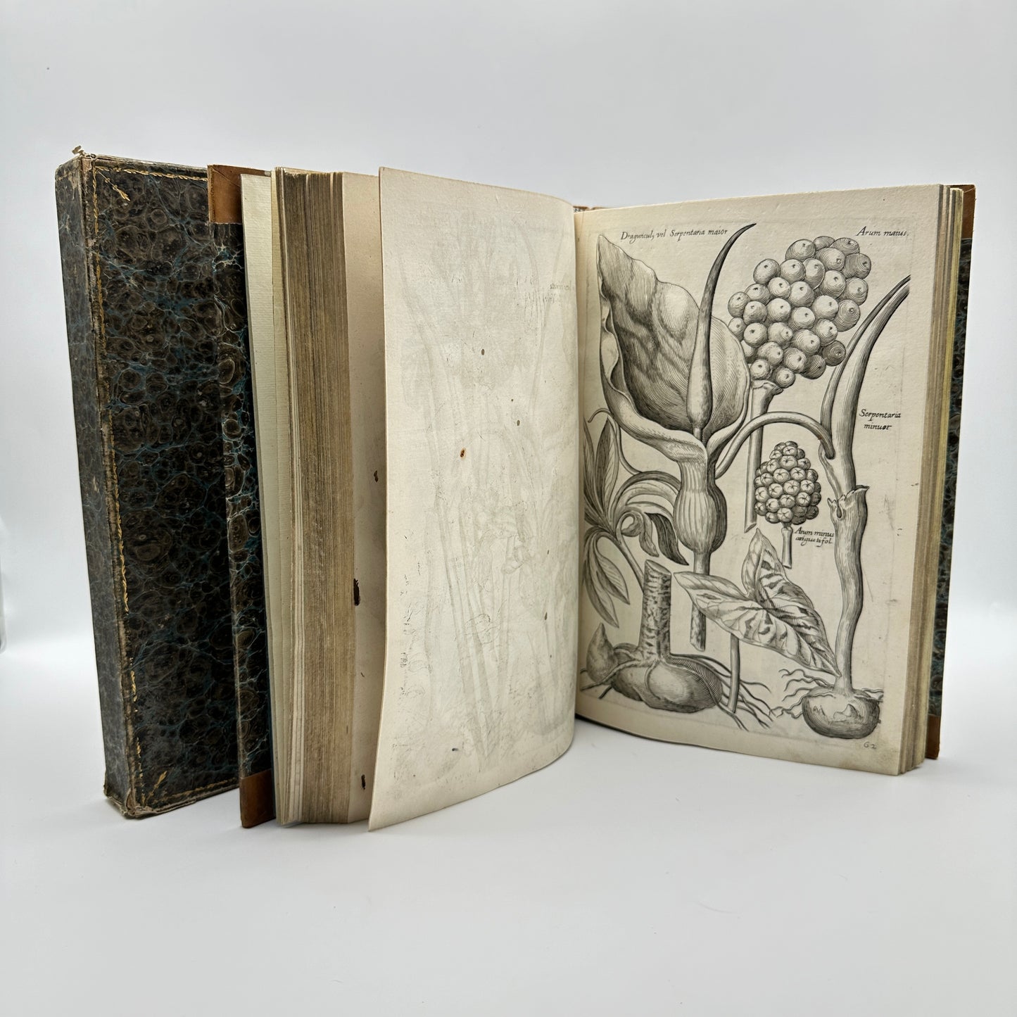 Johann Theodor de Bry and Matteus Merian - Florilegium renovatum et auctum: Das ist Vernewertes und vermehrtes Blumenbuch