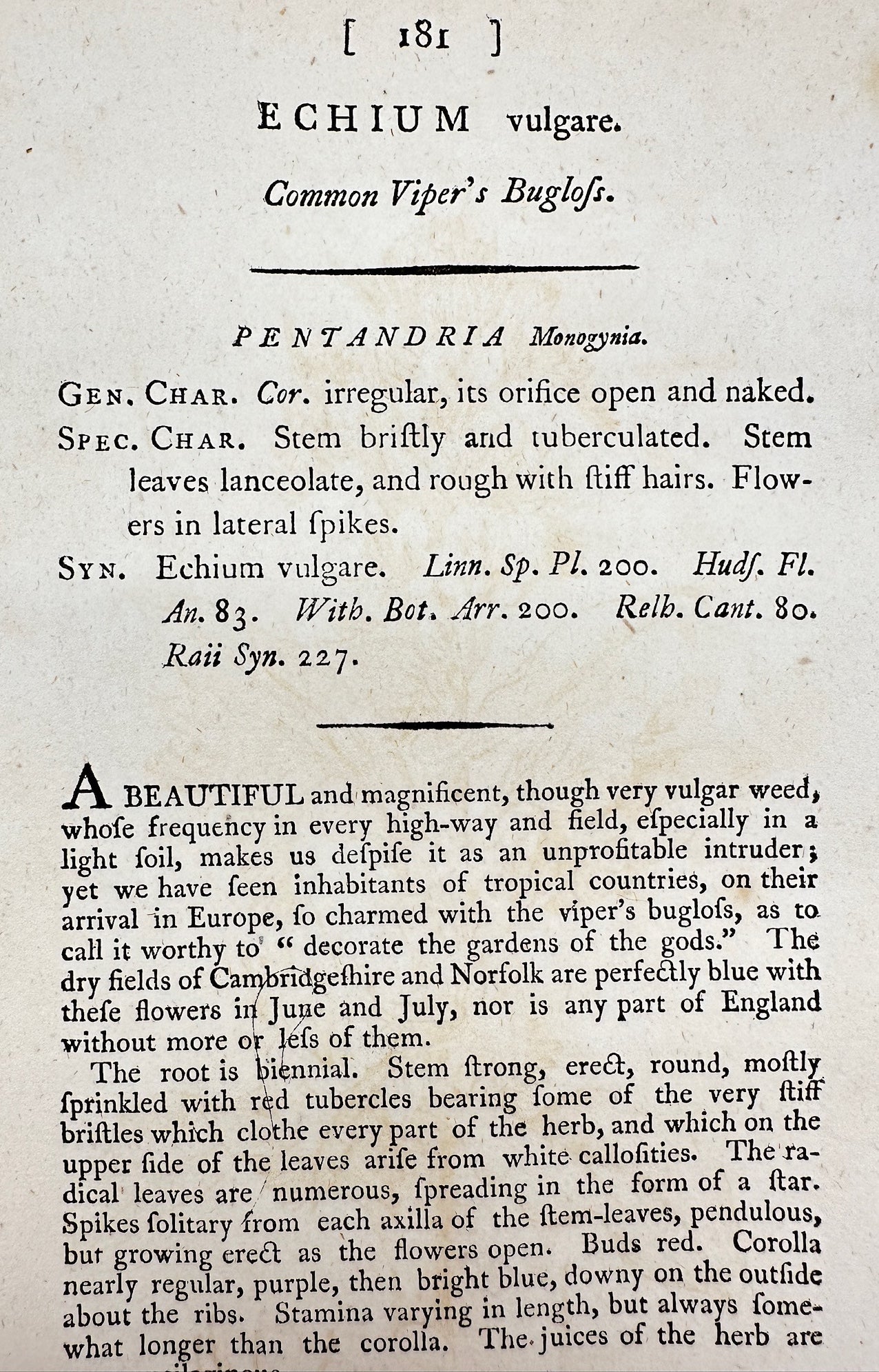 Antique Print - James Sowerby - Echium Vulgare - Common Viper's Buglofs - F1