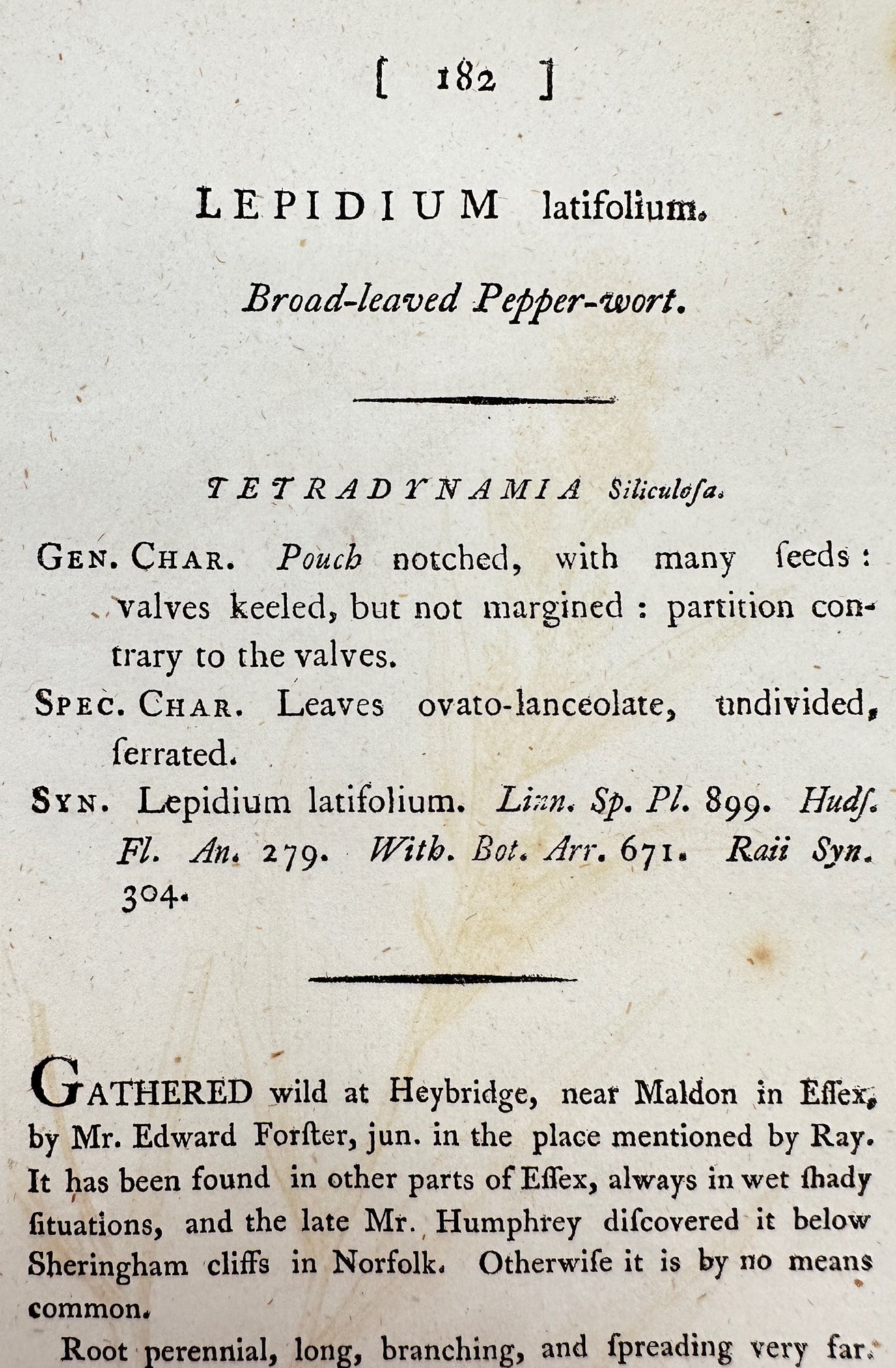Antique Print - Sowerby - Lepidium Latifolium - Broad-leaved Pepper-wort - F1
