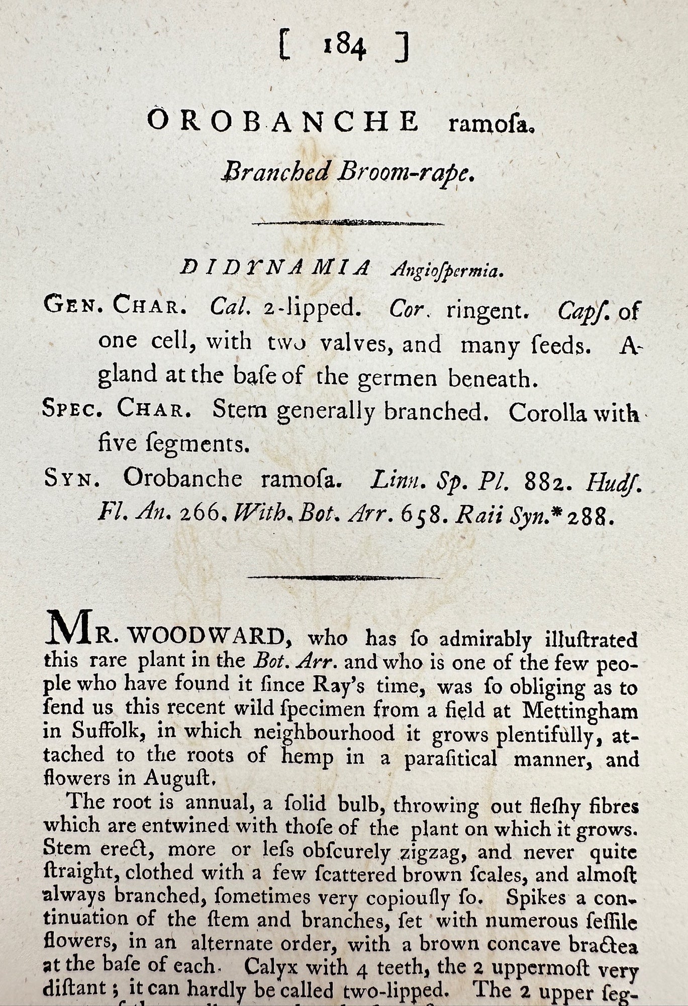 Antique Print - James Sowerby - Orobanche Ramofa - Branched Broom-rape - F1