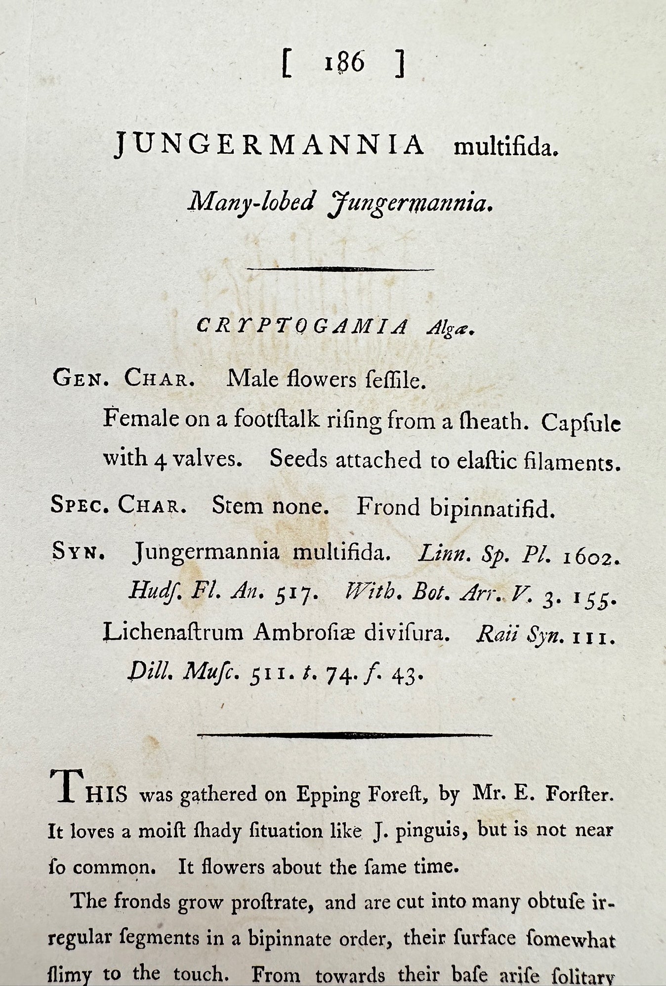 Antique Print - Sowerby - Jungermannia Multifida - Many-lobed Jungermannia - F1