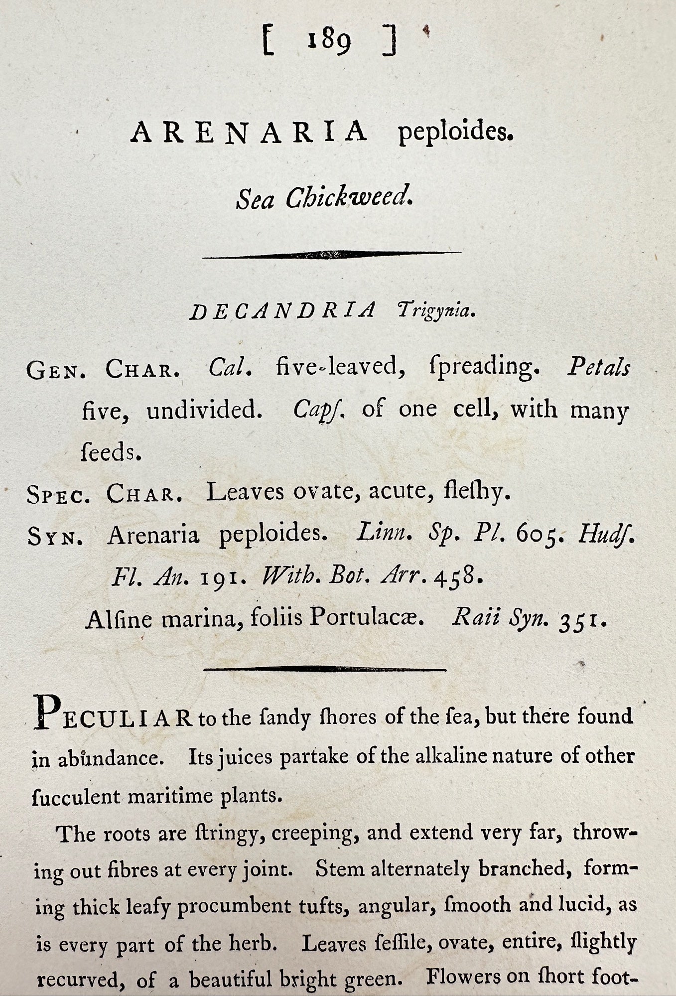 Antique Print - James Sowerby - Arenaria Peploides - Sea Chickweed - F1