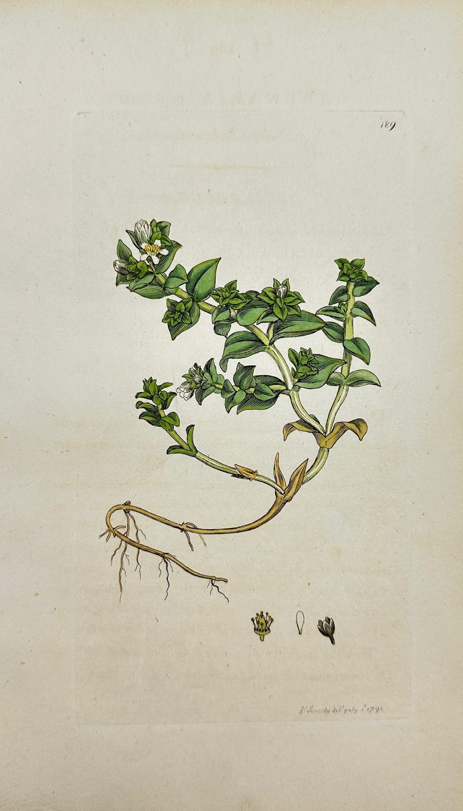 Antique Print - James Sowerby - Arenaria Peploides - Sea Chickweed - F1