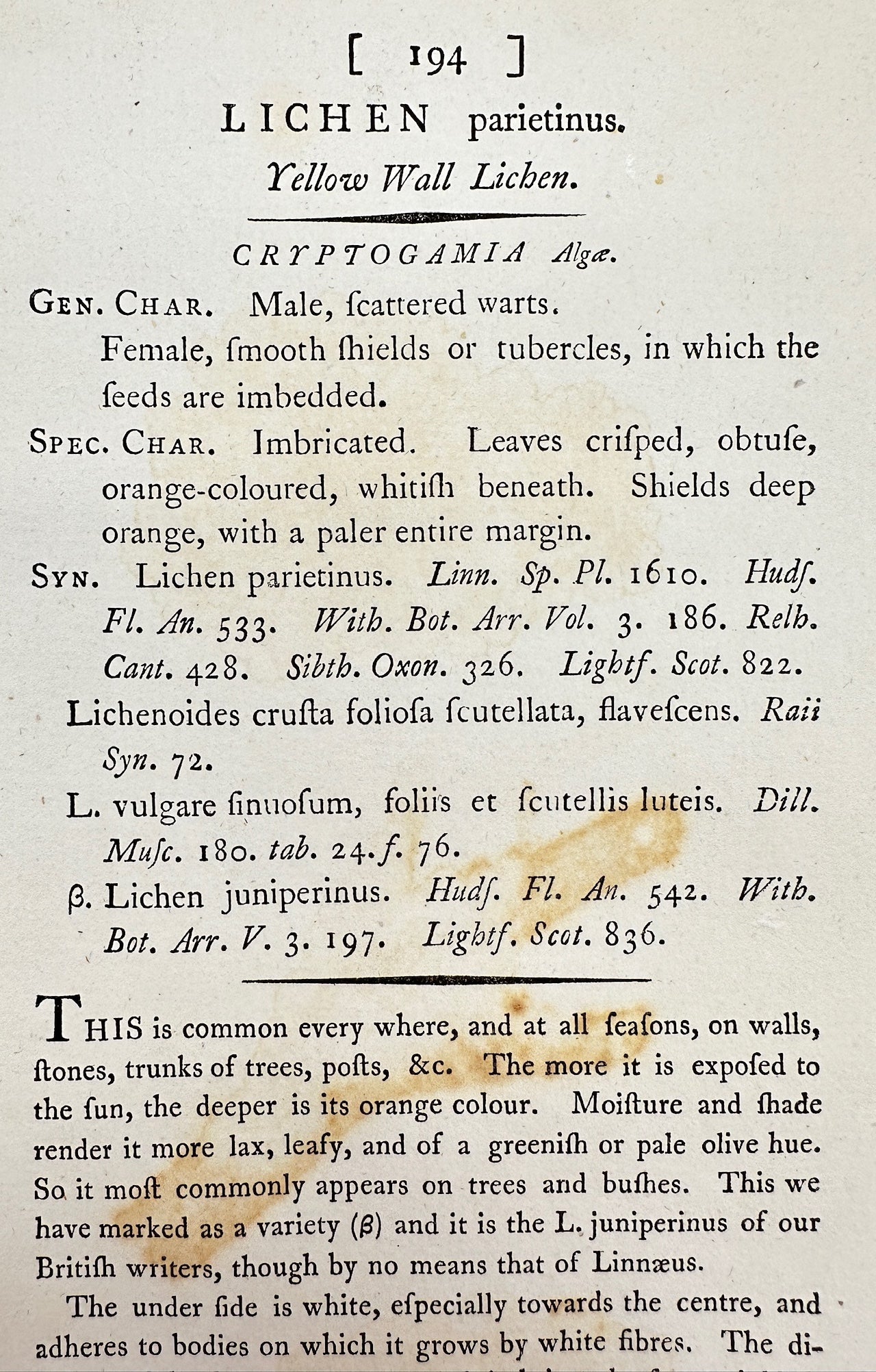 Antique Print - James Sowerby - Lichen Parietinus - Yellow Wall Lichen - F1
