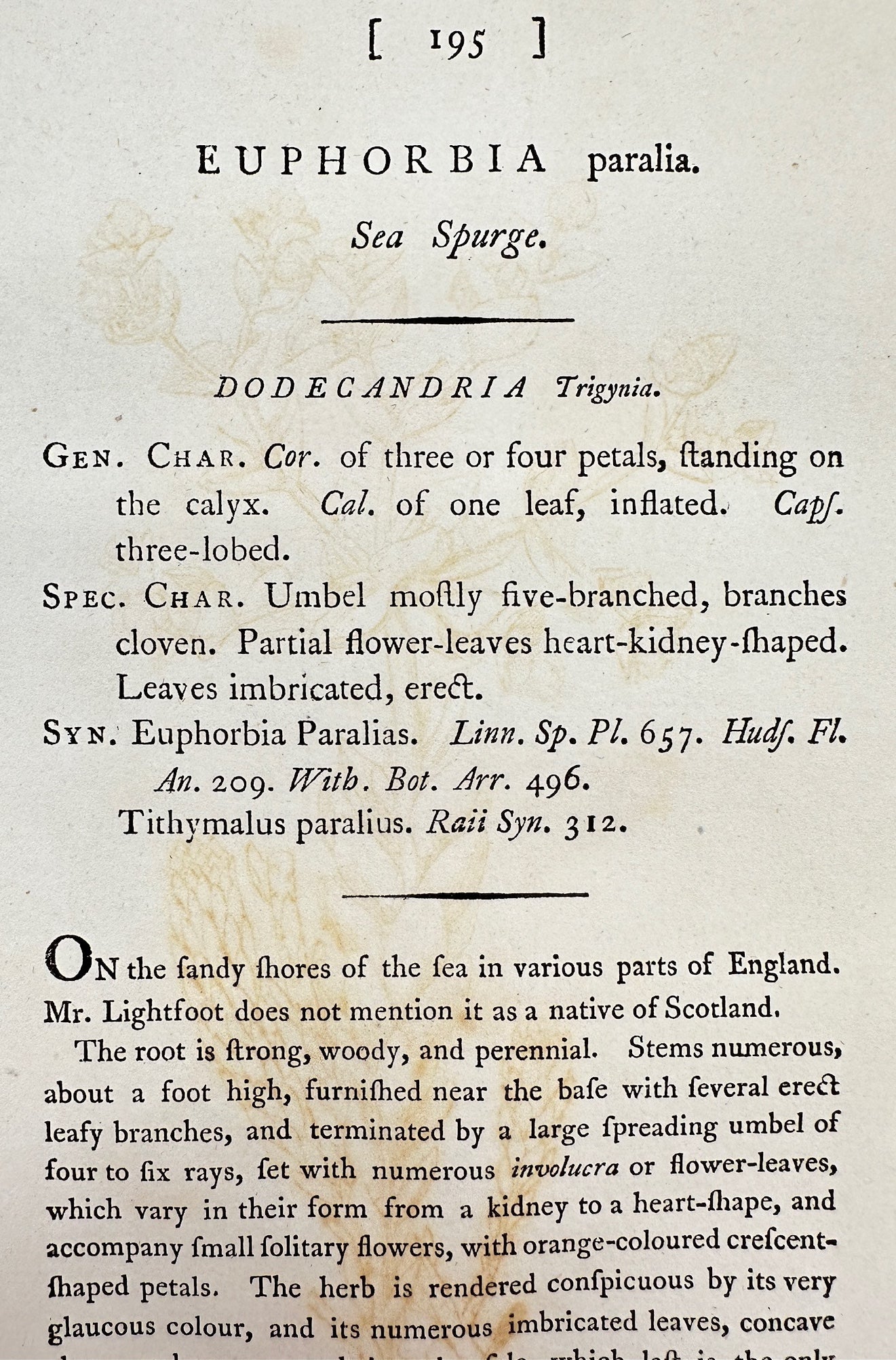 Antique Botanical Print - James Sowerby - Euphorbia Paralia - Sea Spurge - F1