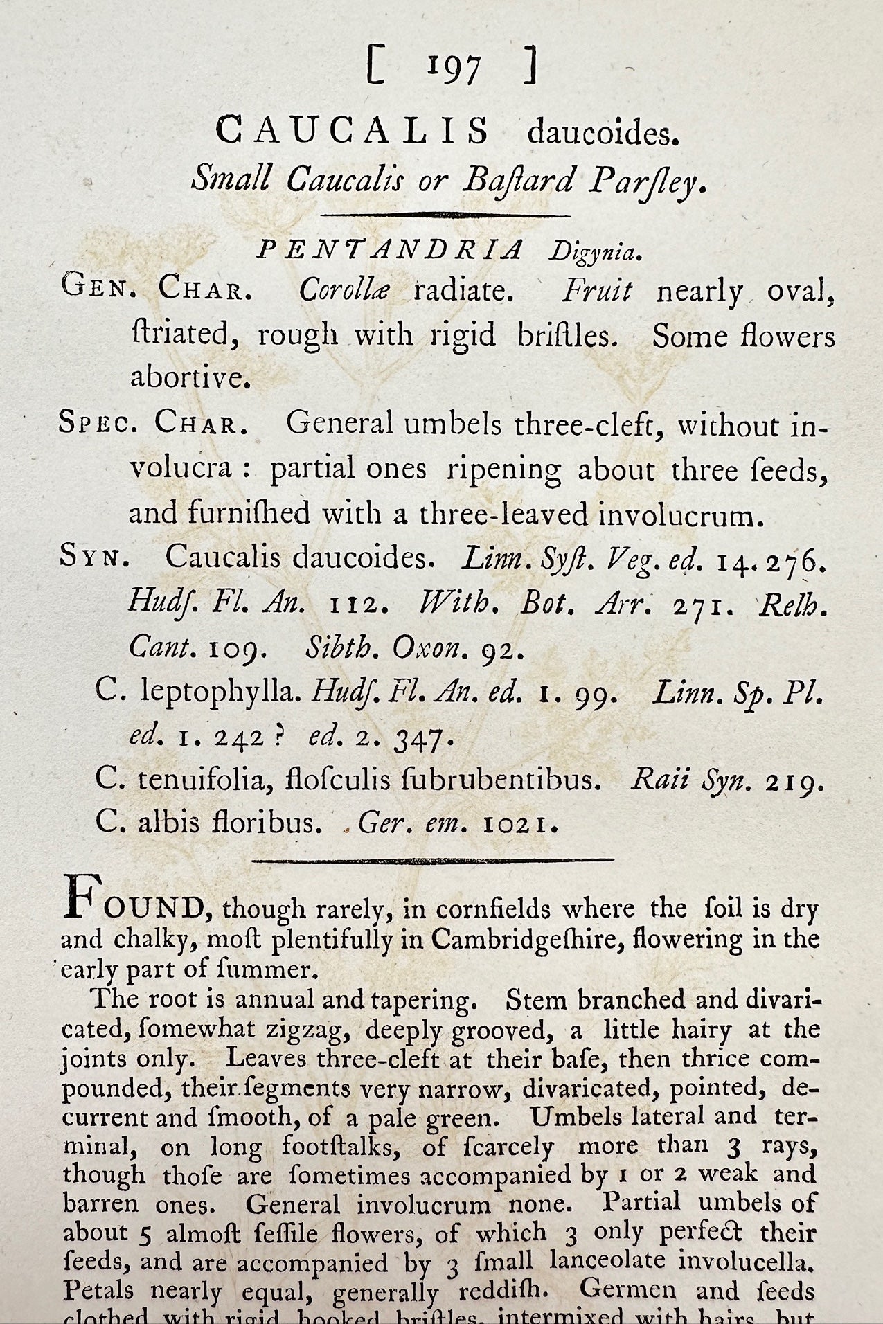 Antique Print - James Sowerby - Caucalis Daucoides - Small Caucalis - F1