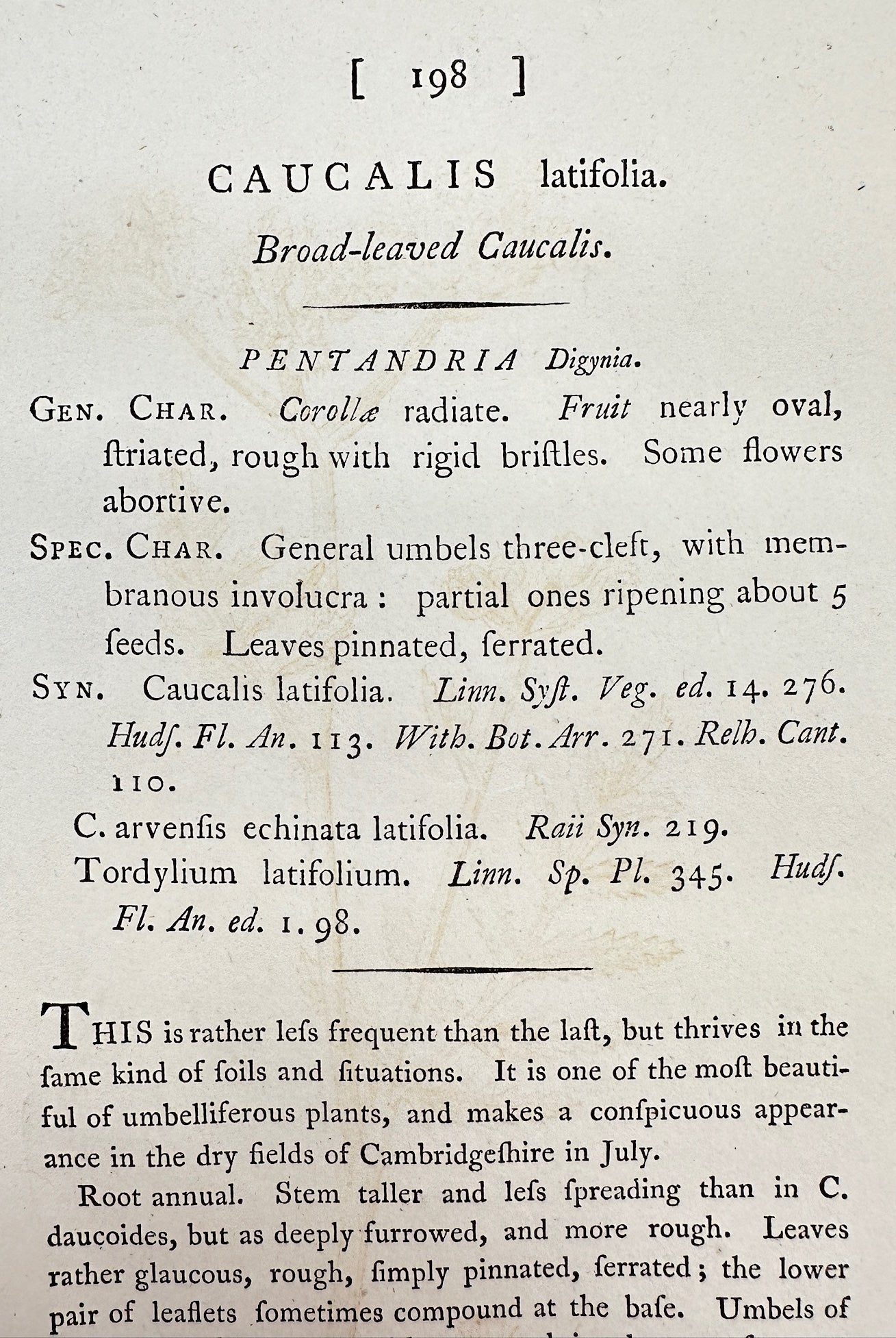 Antique Print - James Sowerby - Caucalis Latifolia - Broad-leaved Caucalis - F1