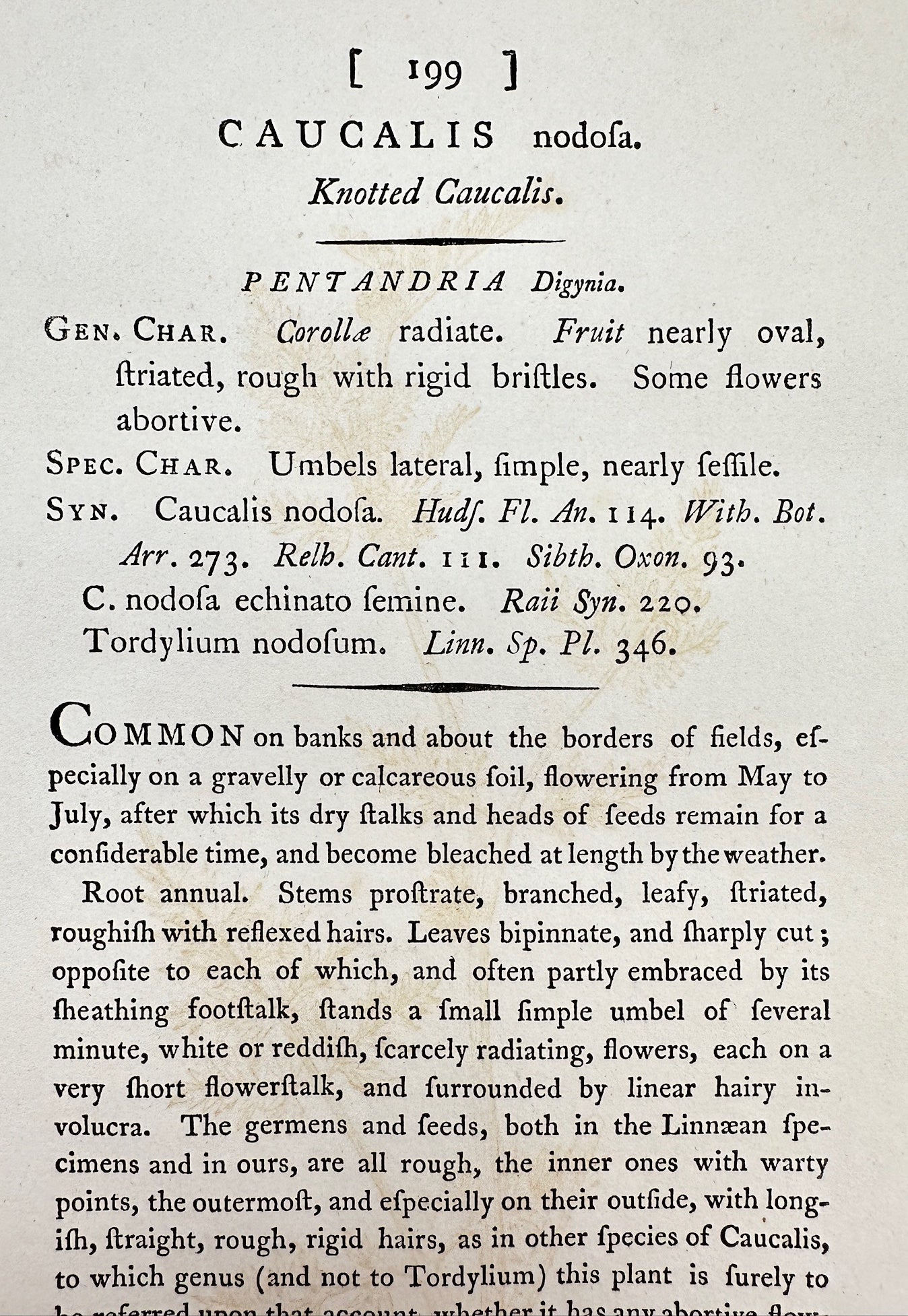 Antique Print - James Sowerby - Caucalis Nodosa - Knotted Caucalis - F1