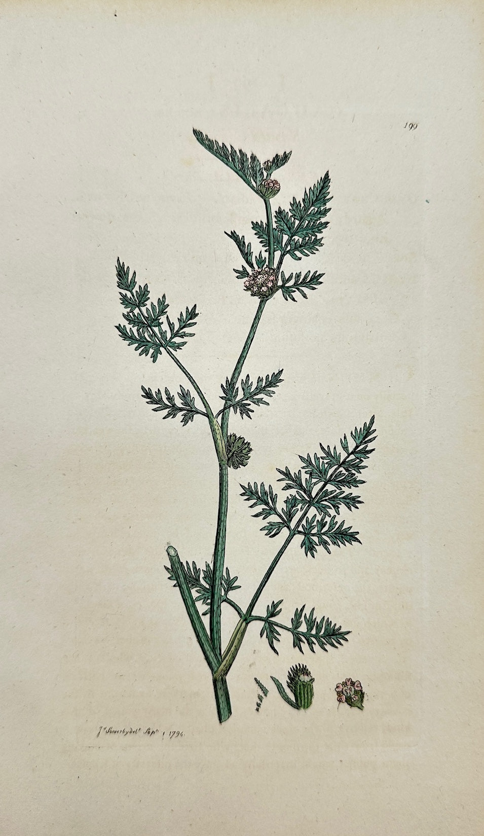 Antique Print - James Sowerby - Caucalis Nodosa - Knotted Caucalis - F1