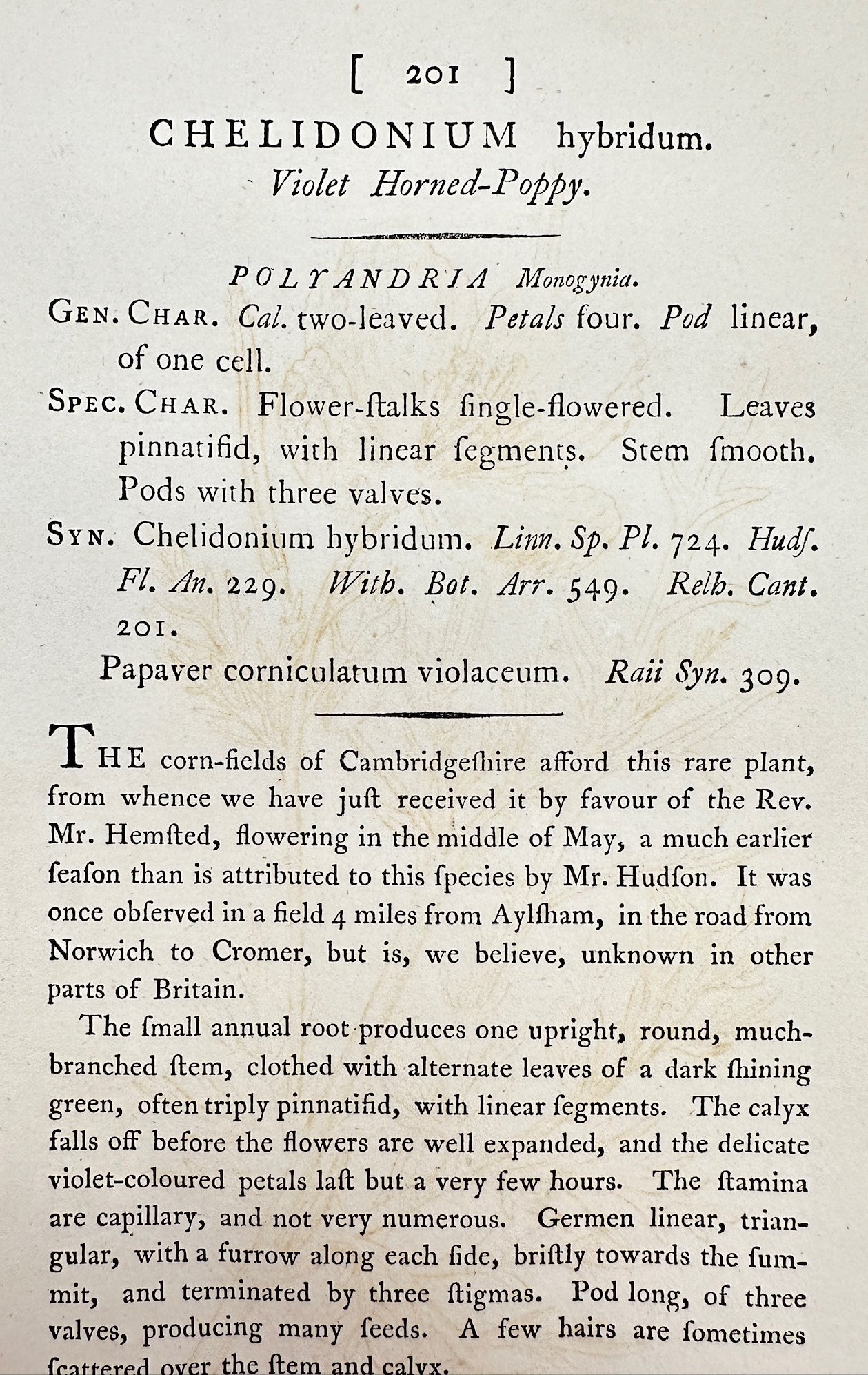 Antique Print - James Sowerby - Chelidonium Hybridum - Violet Horned-Poppy - F1