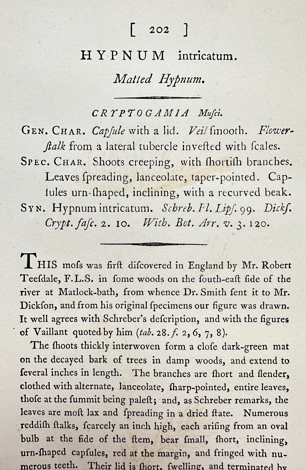 Antique Botanical Print - James Sowerby - Hypnum Intricatum - Matted Hypnum - F1