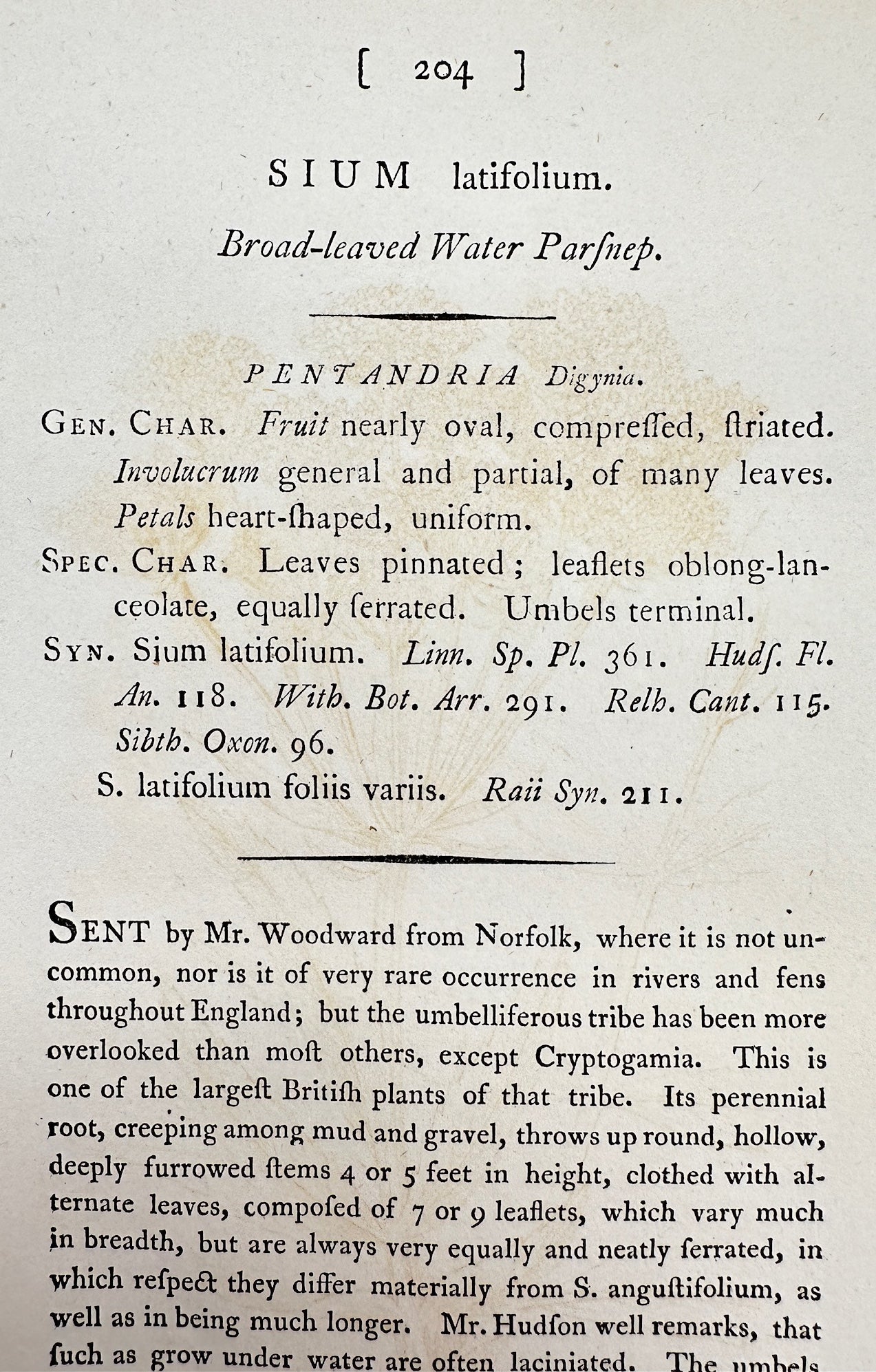 Antique Print - Sowerby - Sium Latifolium - Broad-leaved Water Parſnep - F1