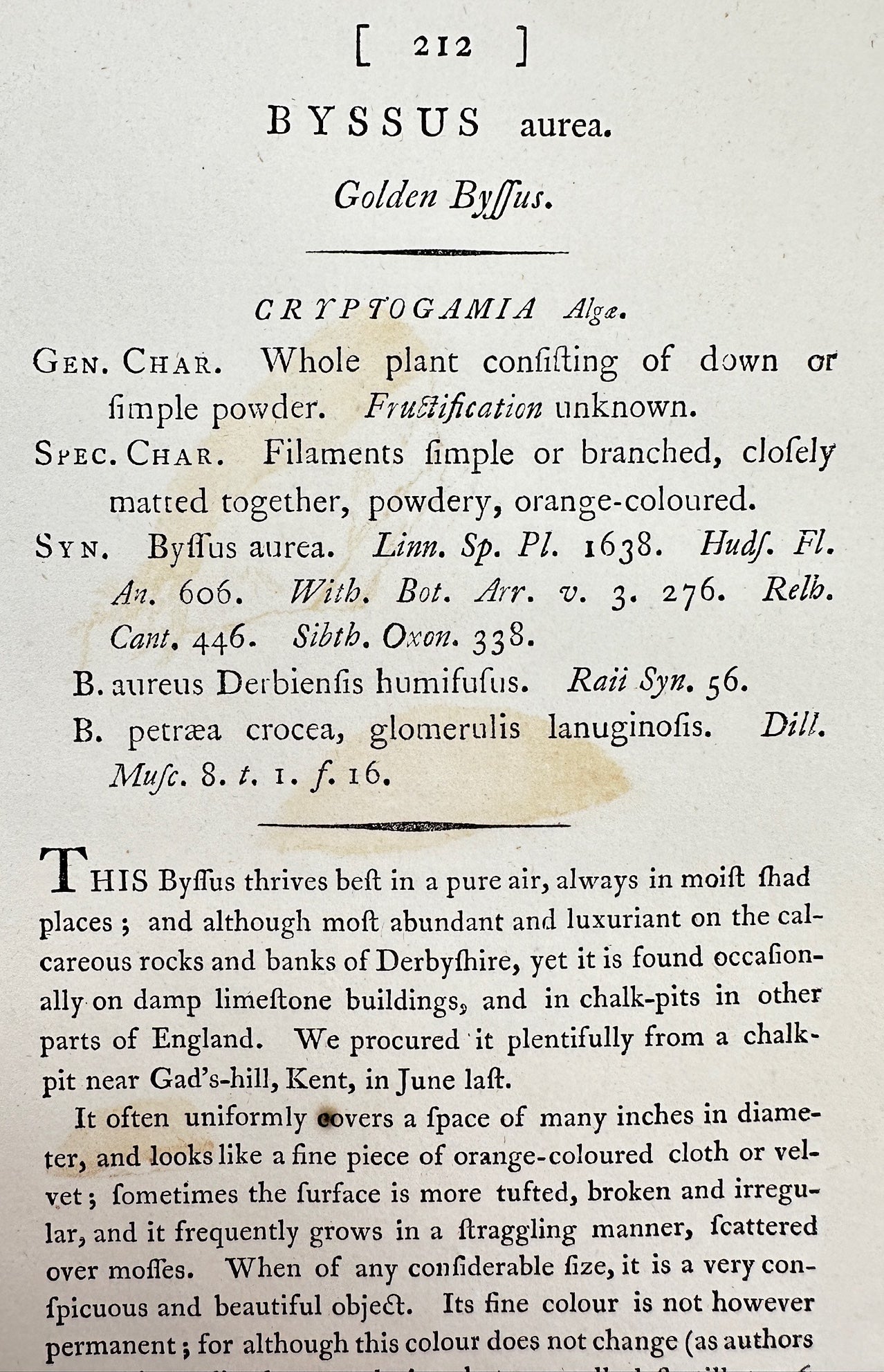 Antique Botanical Print - James Sowerby - Byssus Aurea - Golden Byffus - F1