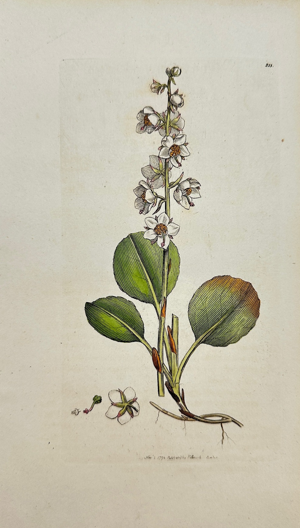 Antique Print - Sowerby - Pyrola Rotundifolia - Round-leaved Winter-green - F1
