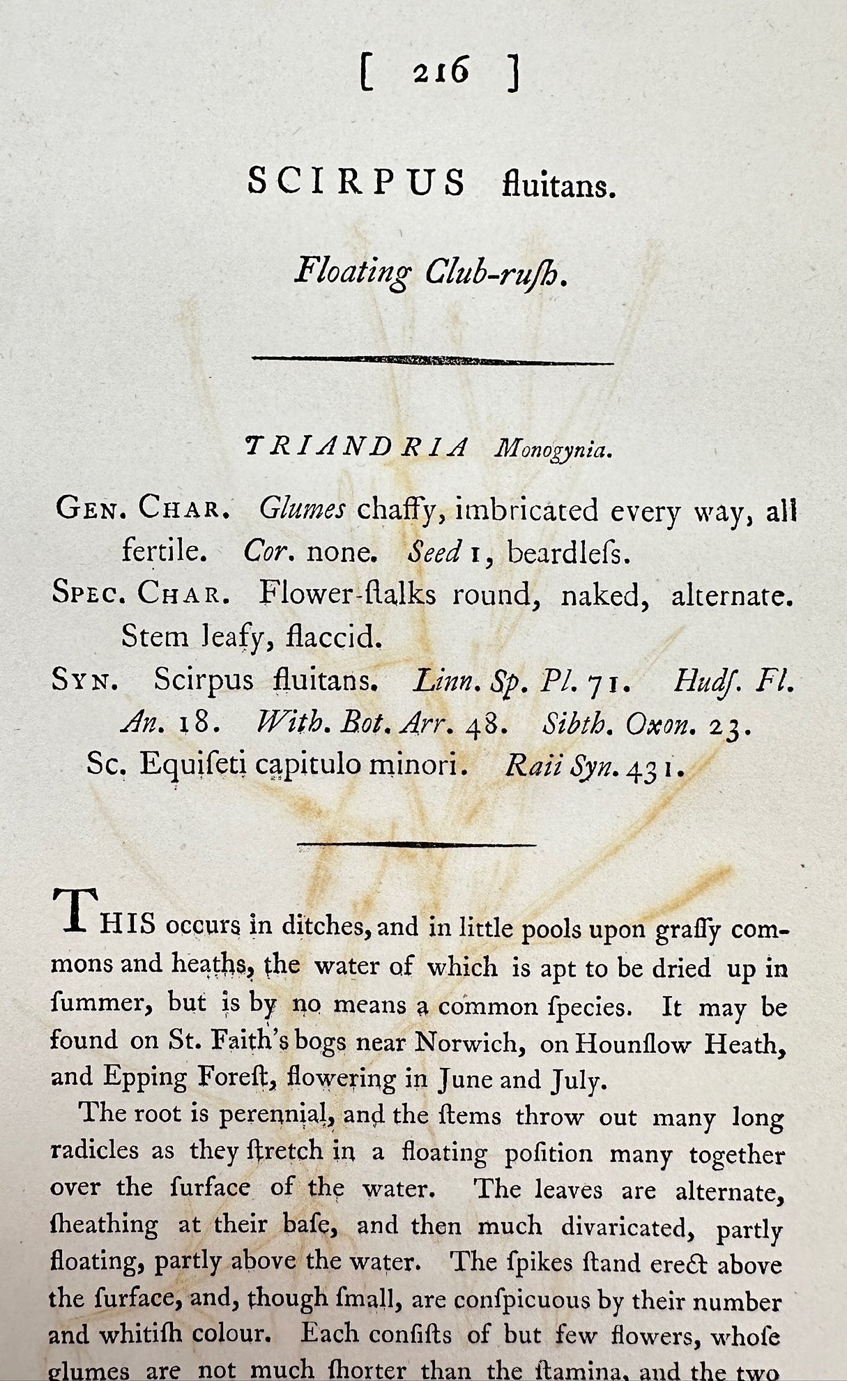 Antique Print - James Sowerby - Scirpus Fluitans - Floating Club-rush - F1