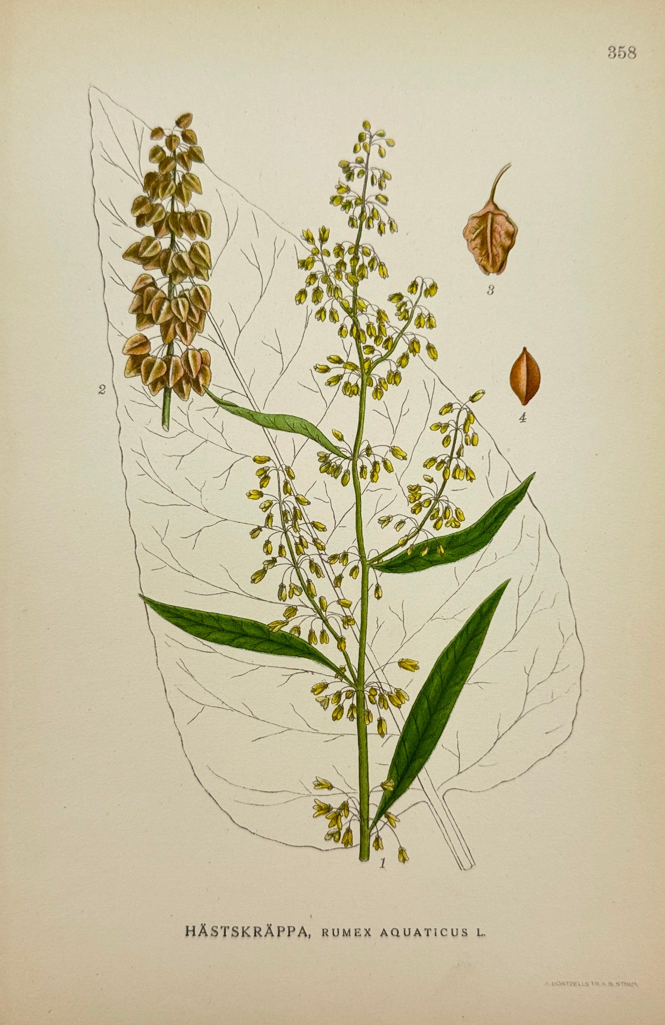 Antique Botanical Print - Carl Lindman - Rumex Aquaticus - Water Dock - F4