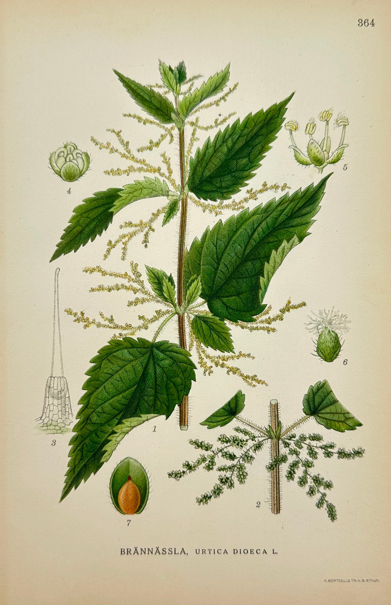 Antique Botanical Print - Carl Lindman - Urtica Dioica - Stinging Nettle - F4