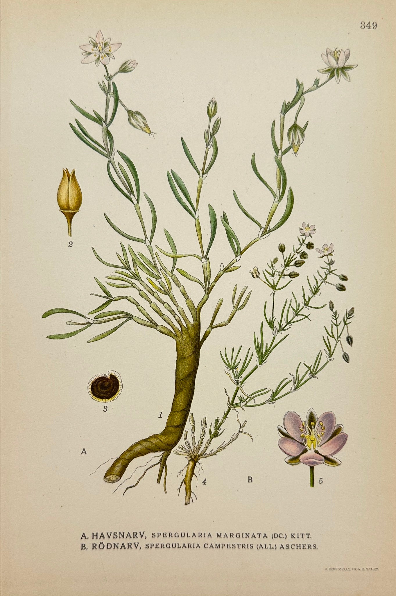 Antique Print - Carl Lindman - Saltmarsh Sandspurry - Red Sandspurry - F4