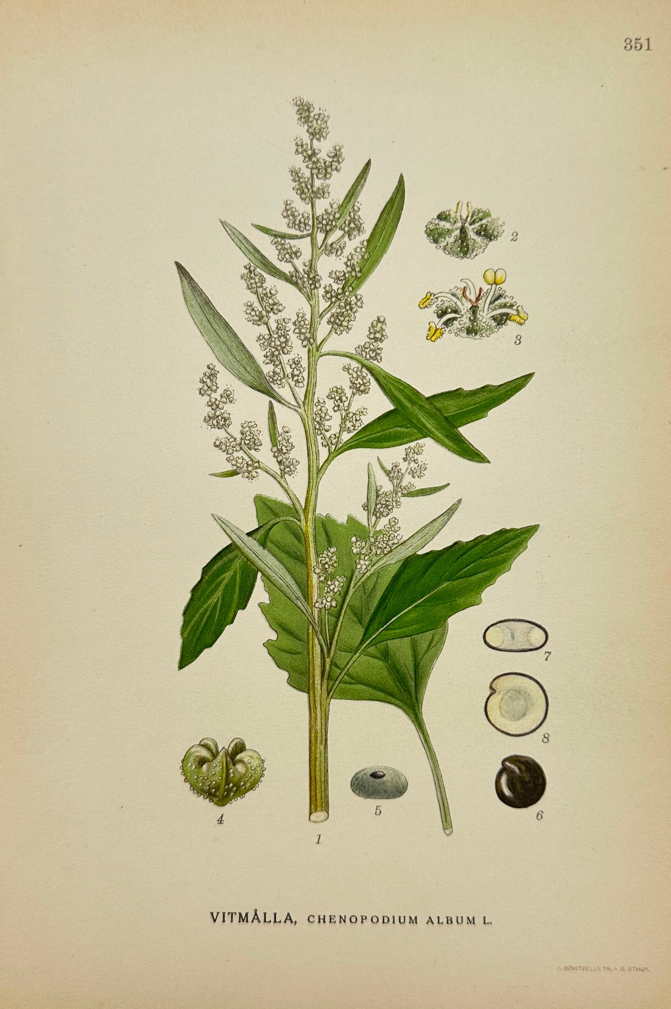 Antique Botanical Print - Carl Lindman - Chenopodium Album - Lambsquarters - F4