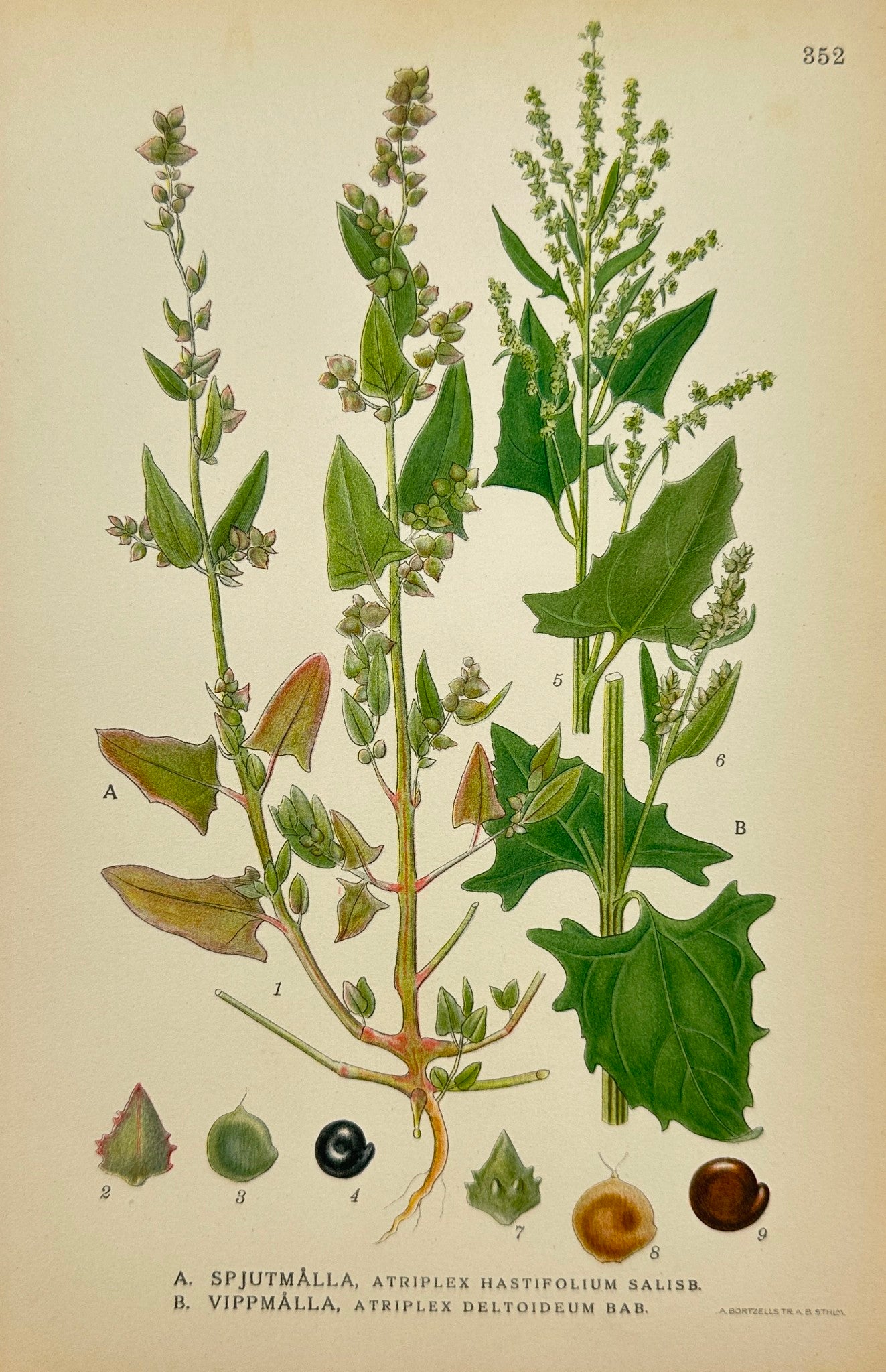 Antique Botanical Print - Carl Lindman - Spear Saltbush - Triangular Orach - F4