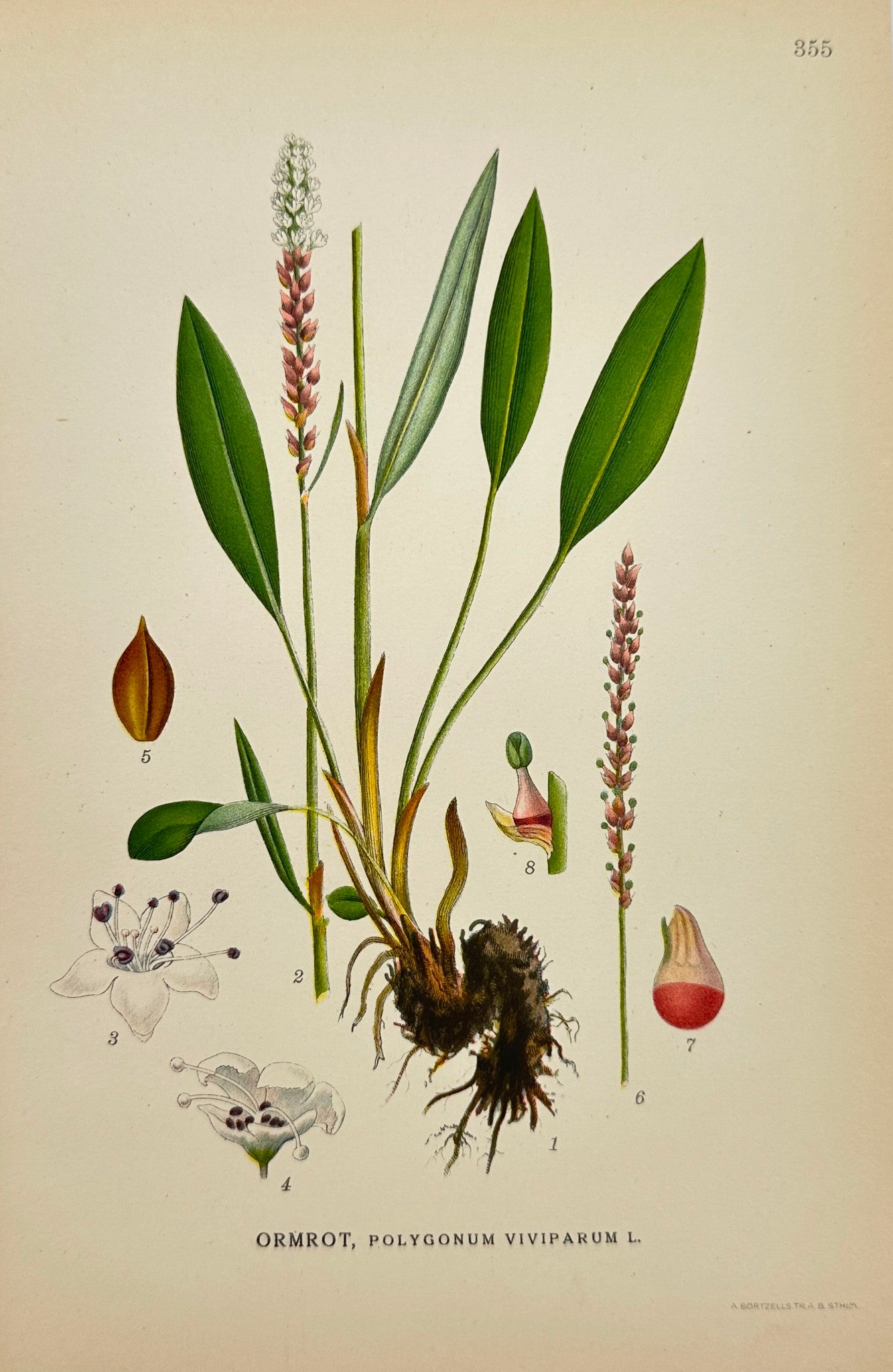 Antique Print - Carl Lindman - Alpine Bistort - Polygonum Viviparum - F4