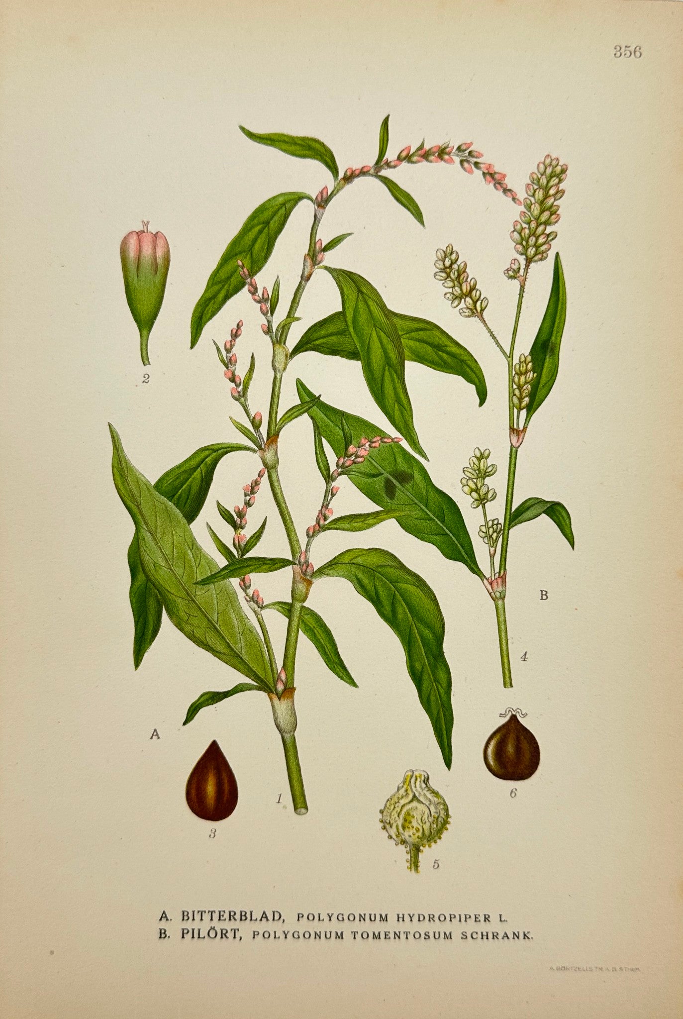 Antique Botanical Print - Carl Lindman - Water Pepper - Silverweed - F4