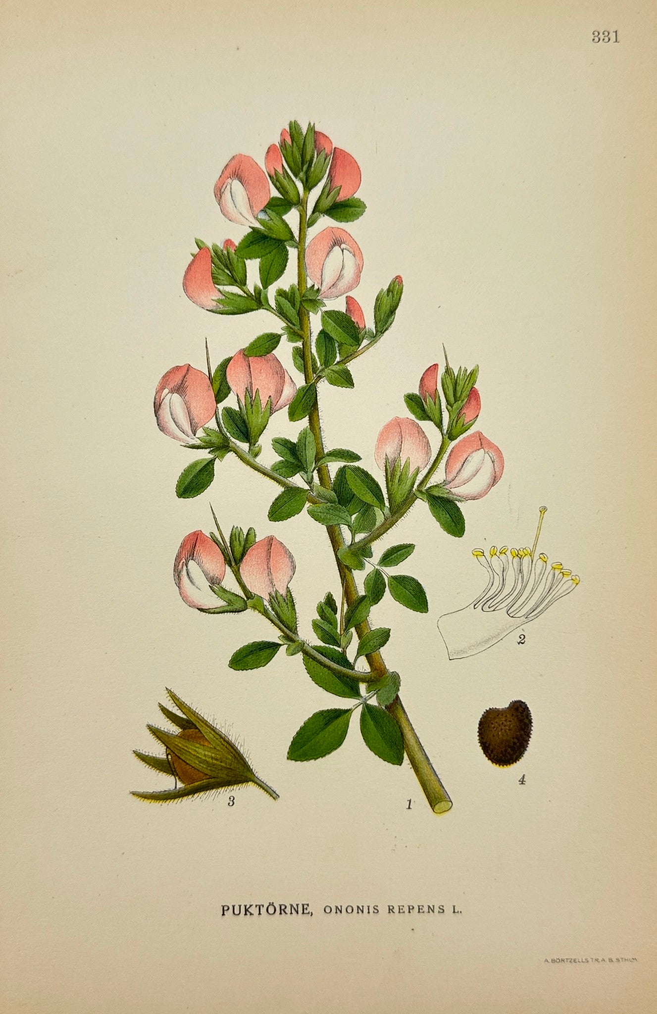 Antique Print - Carl Lindman - White Campion - Ononis Repens - Restharrow - F4