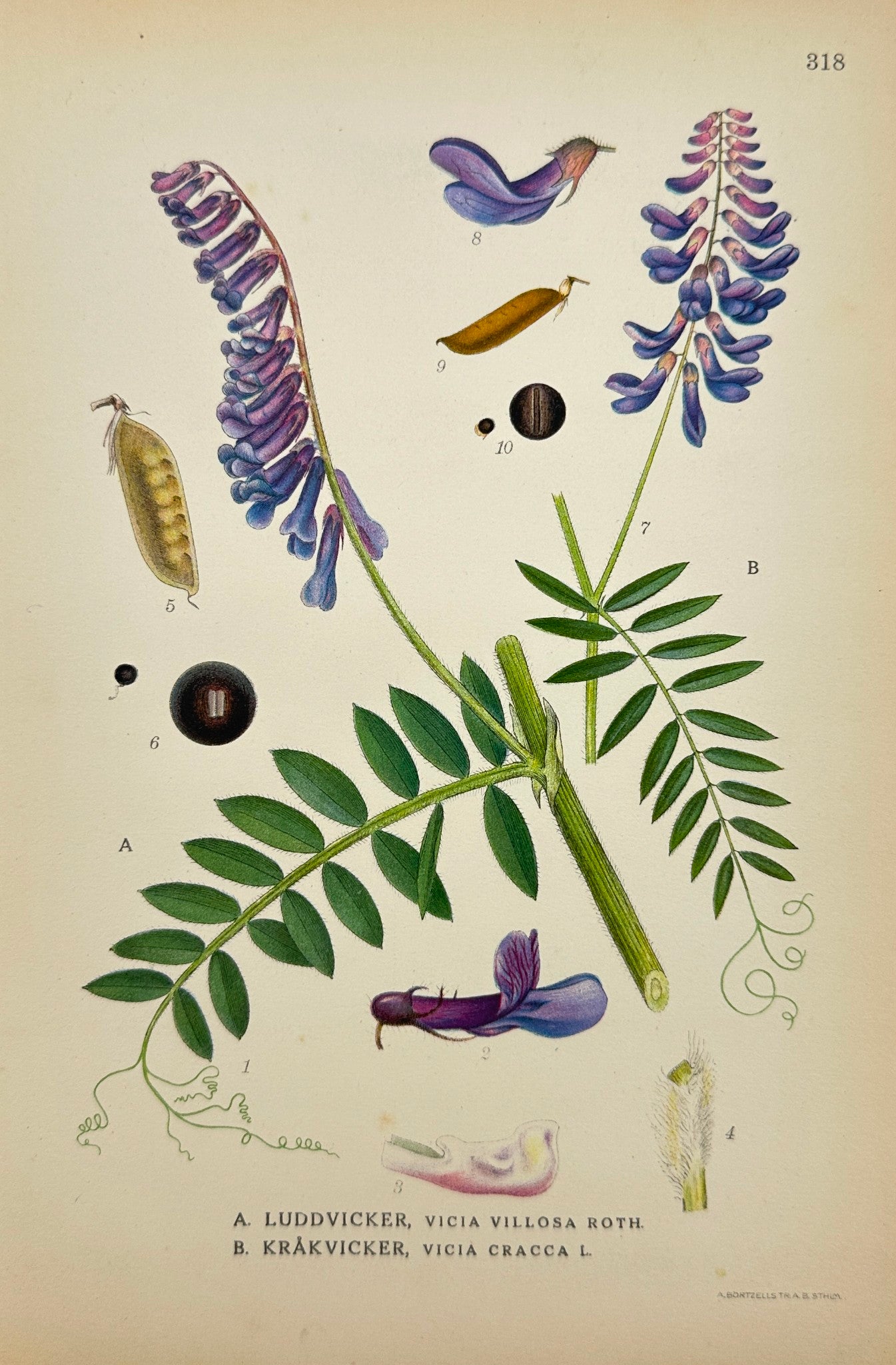 Antique Botanical Print - Carl Lindman - Hairy Vetch - Tufted Vetch - F4
