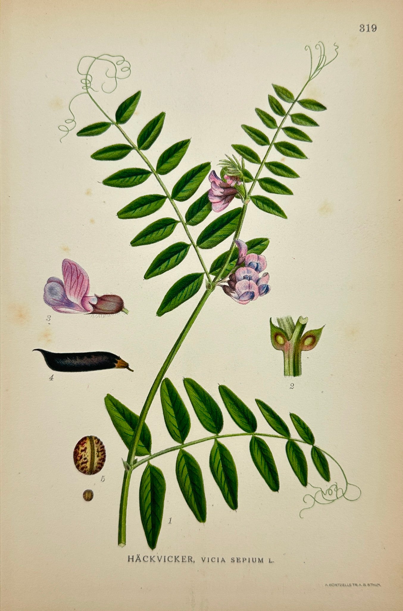 Antique Botanical Print - Carl Lindman - Bush Vetch - Vicia Sepium - F4