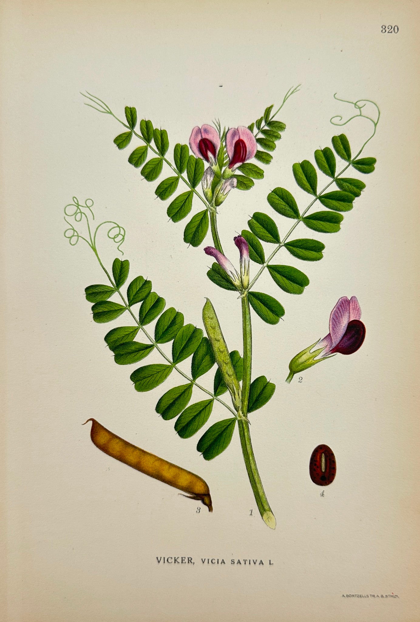 Antique Botanical Print - Carl Lindman - Vicia Sativa - Vetch - Vicker - F4
