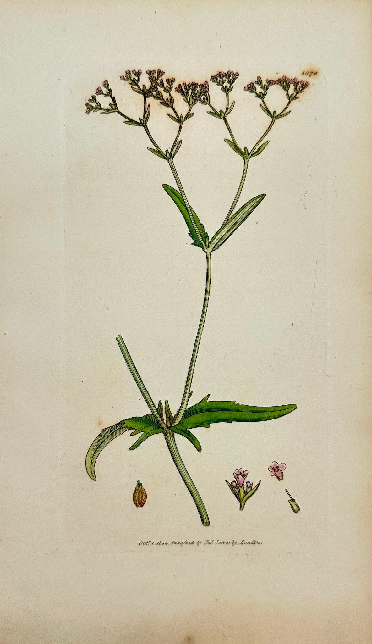 Antique Print - Sowerby - Valeriana Dentata - Oval-fruited Corn Sallad - F1