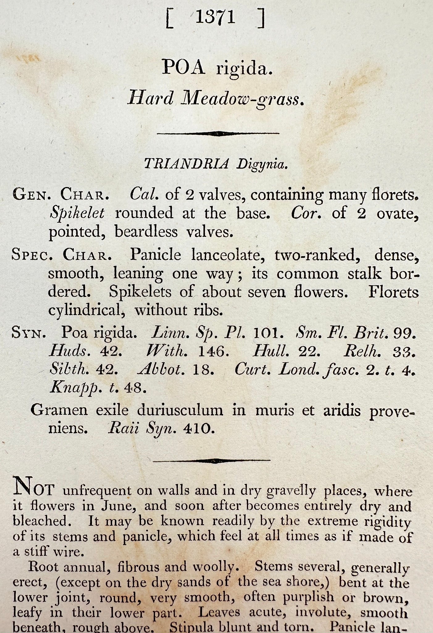 Antique Botanical Print - James Sowerby - Poa Rigida - Hard Meadow-grass - F1