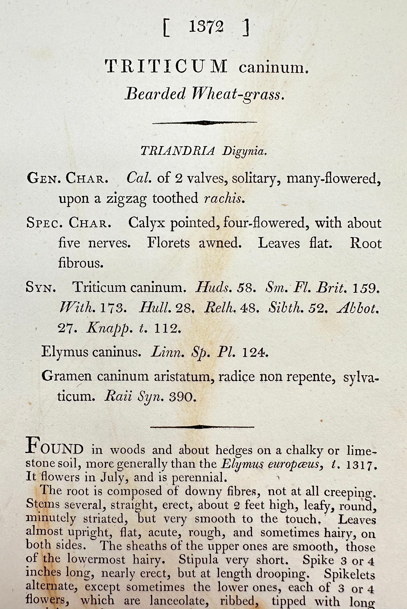 Antique Print - James Sowerby - Triticum Caninum - Bearded Wheat-grass - F1